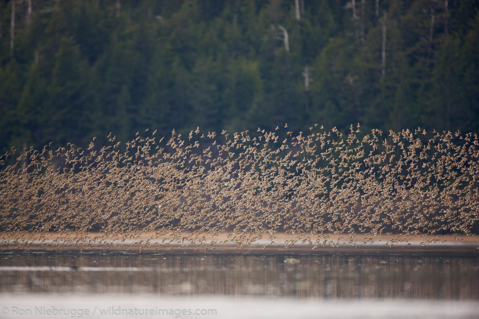 Shorebird migration, primarily Western Sandpipers, Copper River Delta, near Cordova, Alaska.