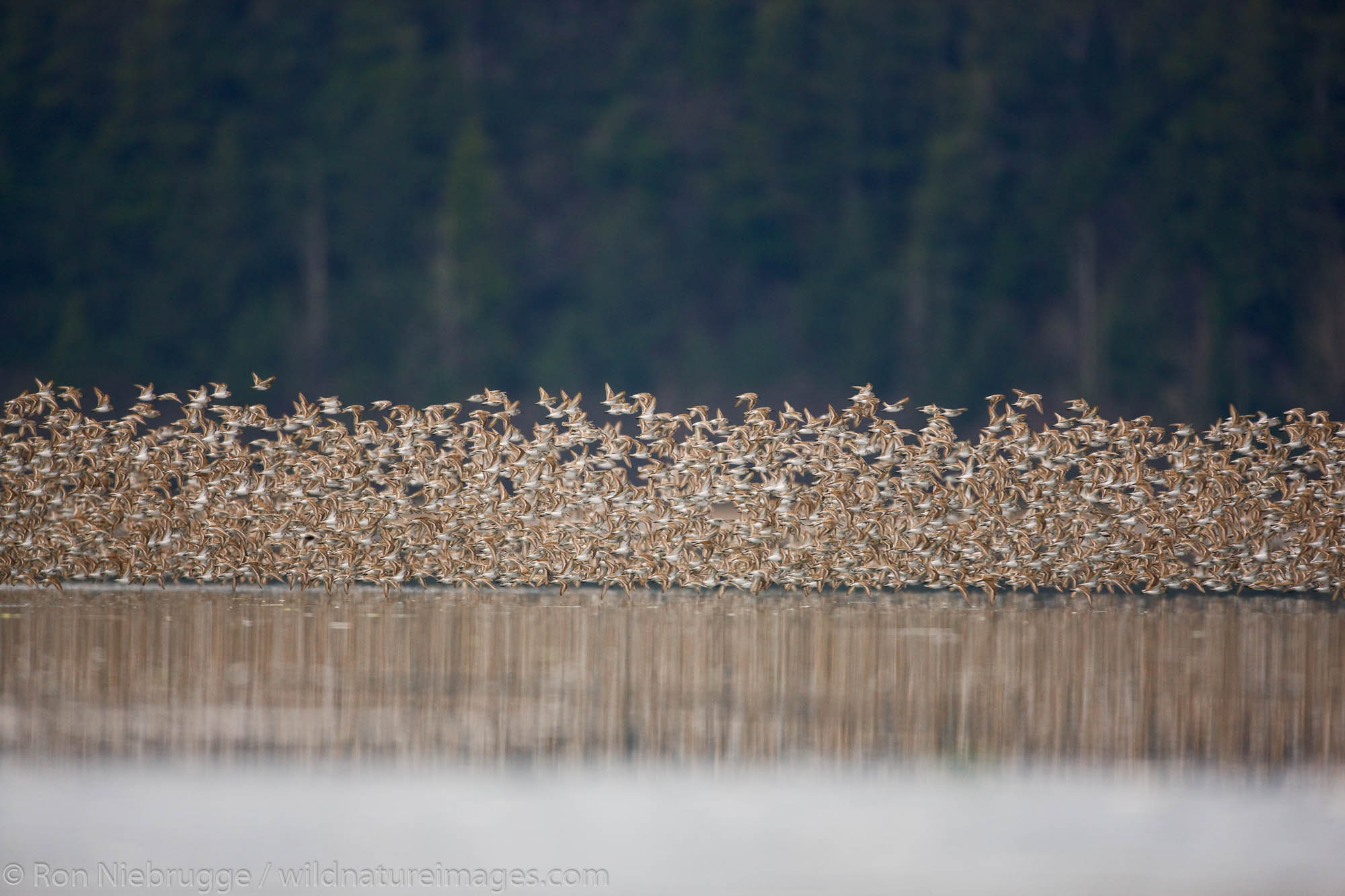 Shorebird migration, primarily Western Sandpipers, Copper River Delta, near Cordova, Alaska.