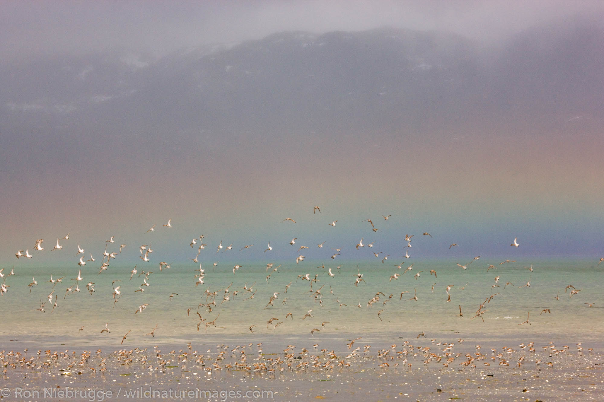 Shorebird migration, primarily western sandpipers, Copper River Delta, near Cordova, Alaska