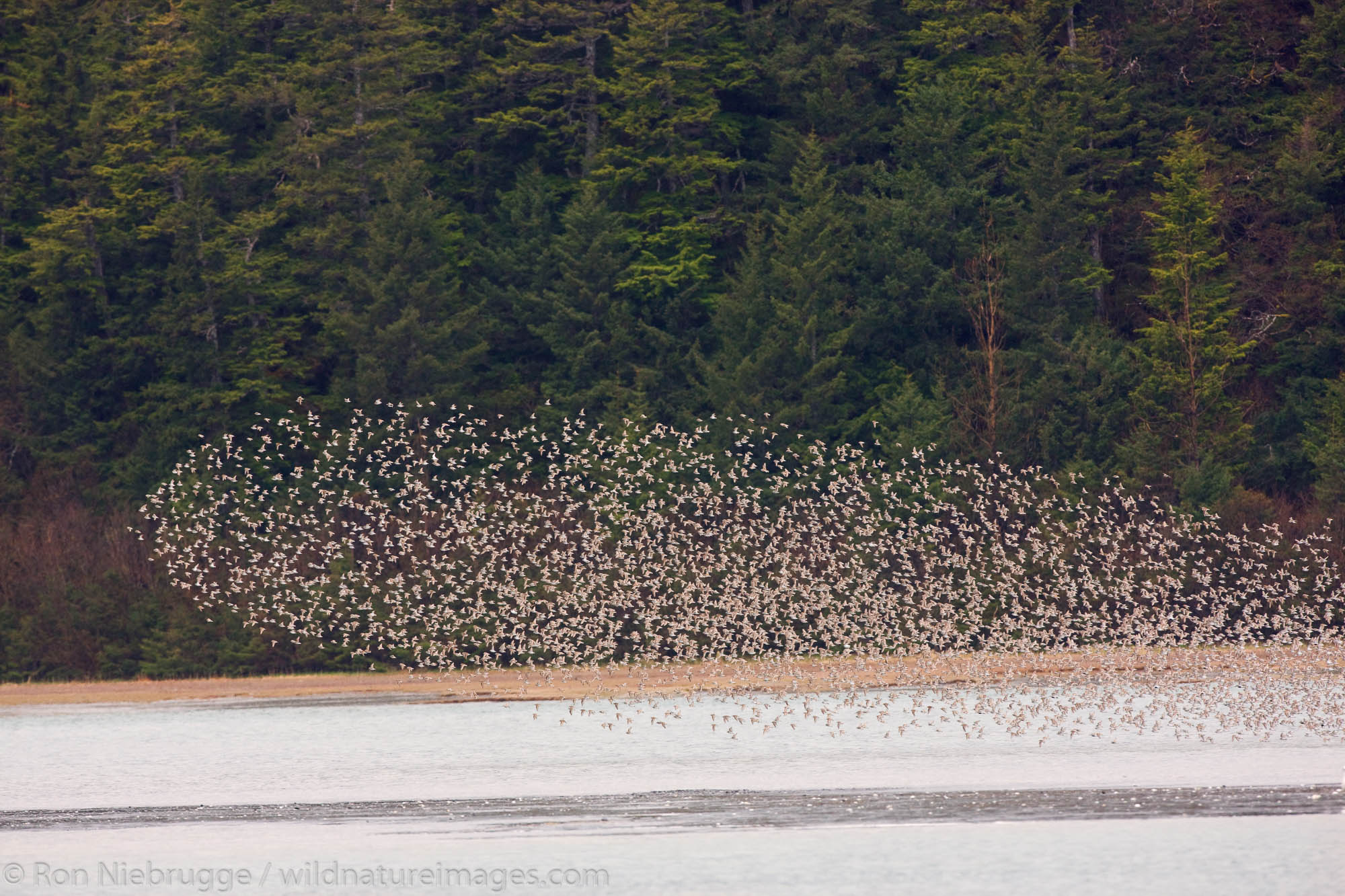 Shorebird migration, primarily western sandpipers, Copper River Delta, near Cordova, Alaska.