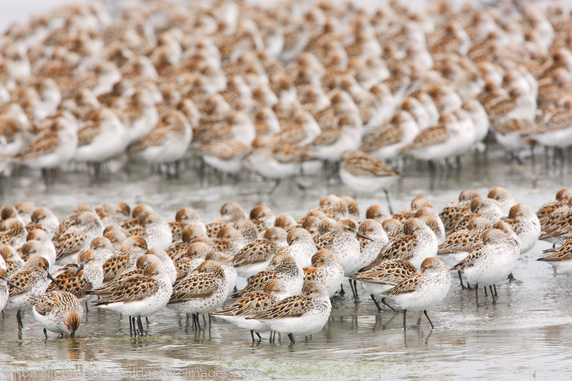 Shorebird migration primarily western sandpipers, Copper River Delta, near Cordova, Alaska.