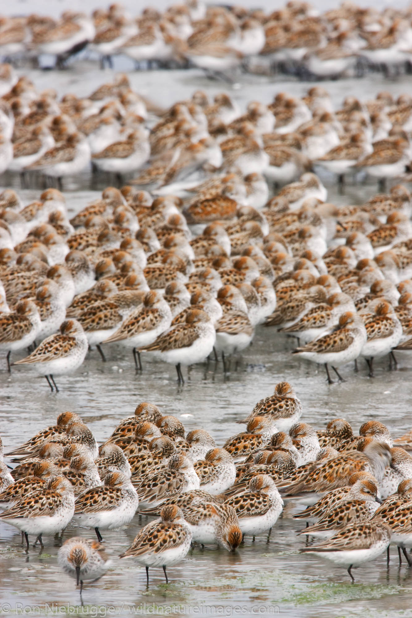 Shorebird migration, primarily western sandpipers, Copper River Delta, near Cordova, Alaska.