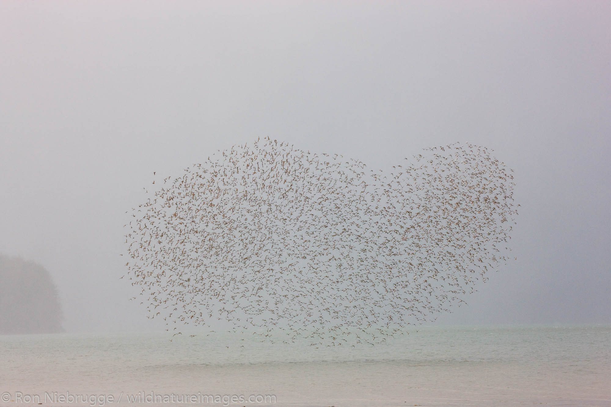 Shorebird migration primarily western sandpipers, Copper River Delta, near Cordova, Alaska.