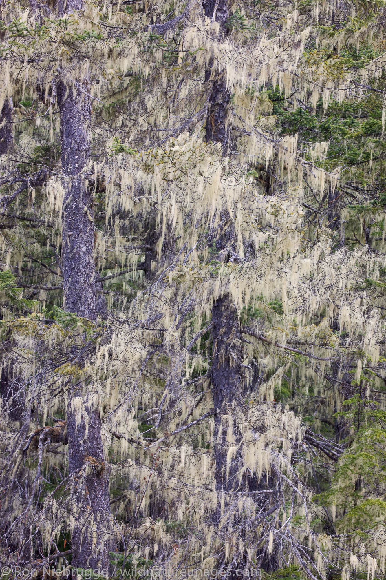 Forest along the Copper River Delta, near Cordova, Alaska.