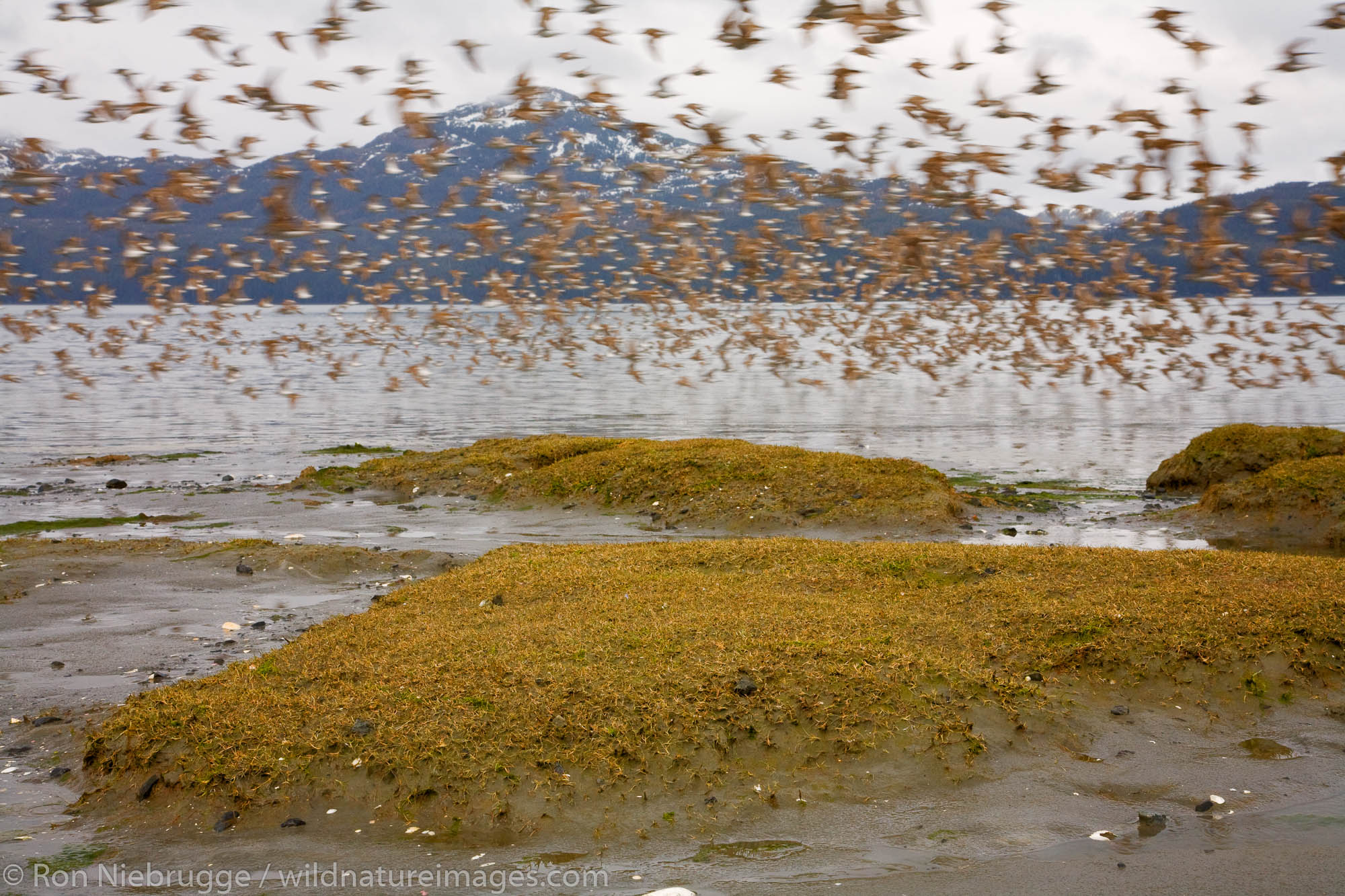 Shorebird migration, primarily western sandpipers, Copper River Delta, near Cordova, Alaska.