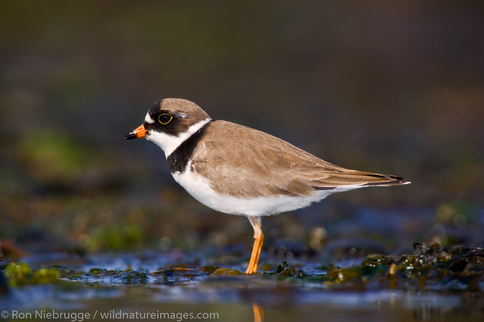 Semipalmated Plover, shorebirds during the spring migration to Alaska, near Seward, Alaska.