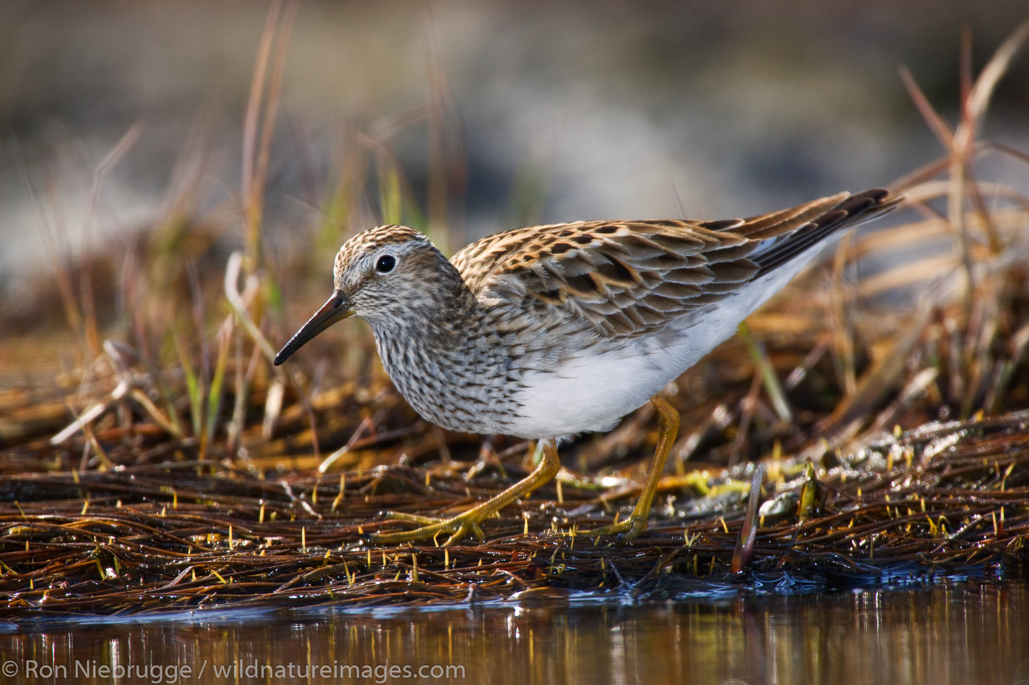 Pectoral Sandpiper shorebird migration to Alaska, near Seward, Alaska.