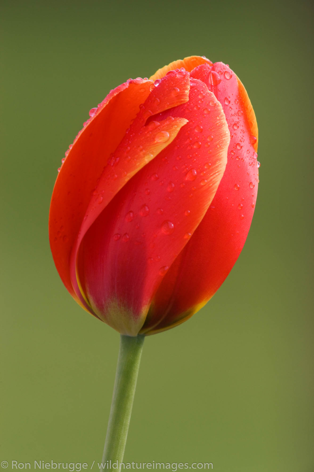 Red tulip, Seward, Alaska.