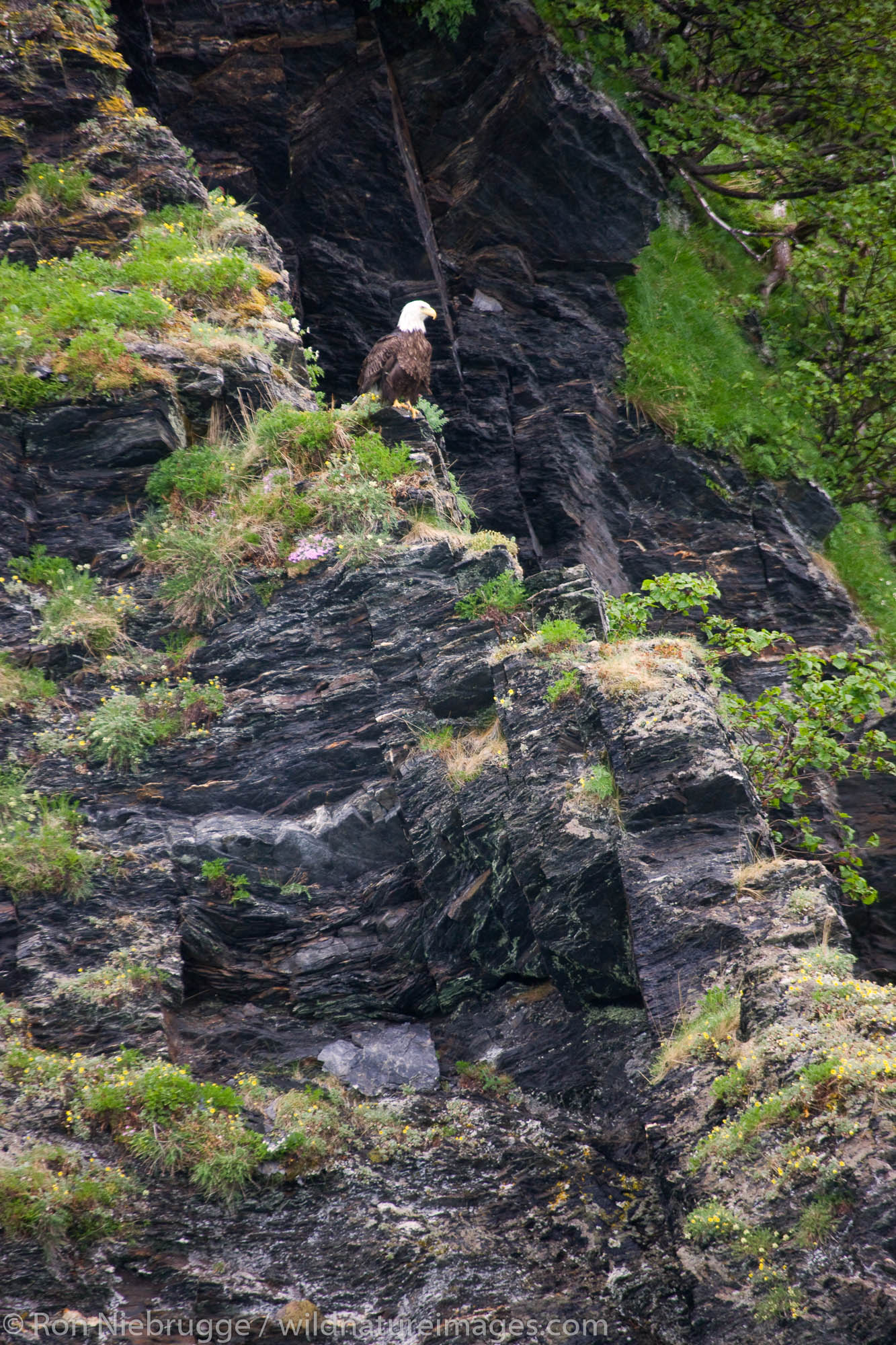 Bald Eagle, Kenai Fjords National Park, Alaska.