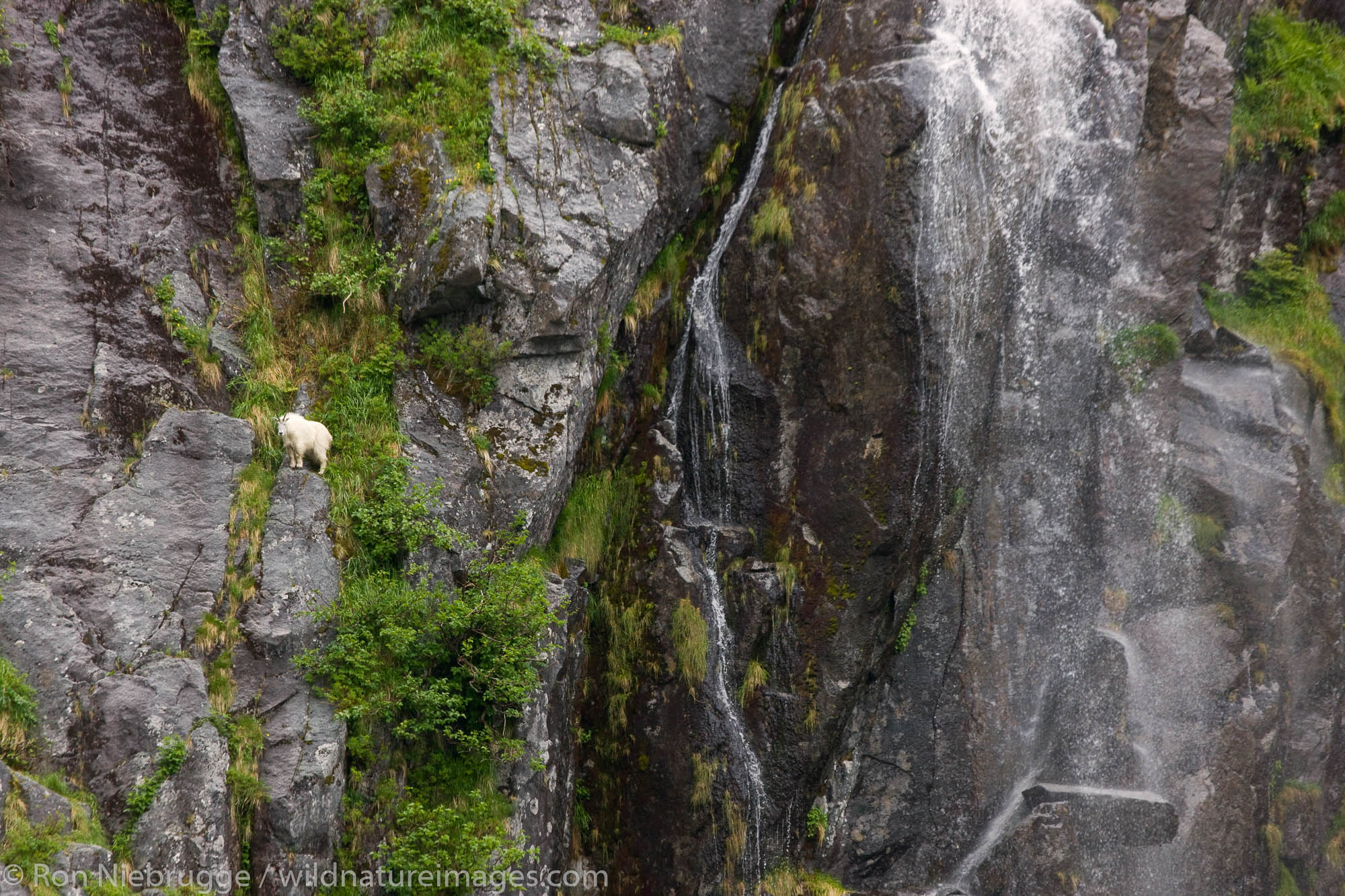 Mountain Goat in Cataract Cove, Harris Bay, Kenai Fjords National Park, Alaska.
