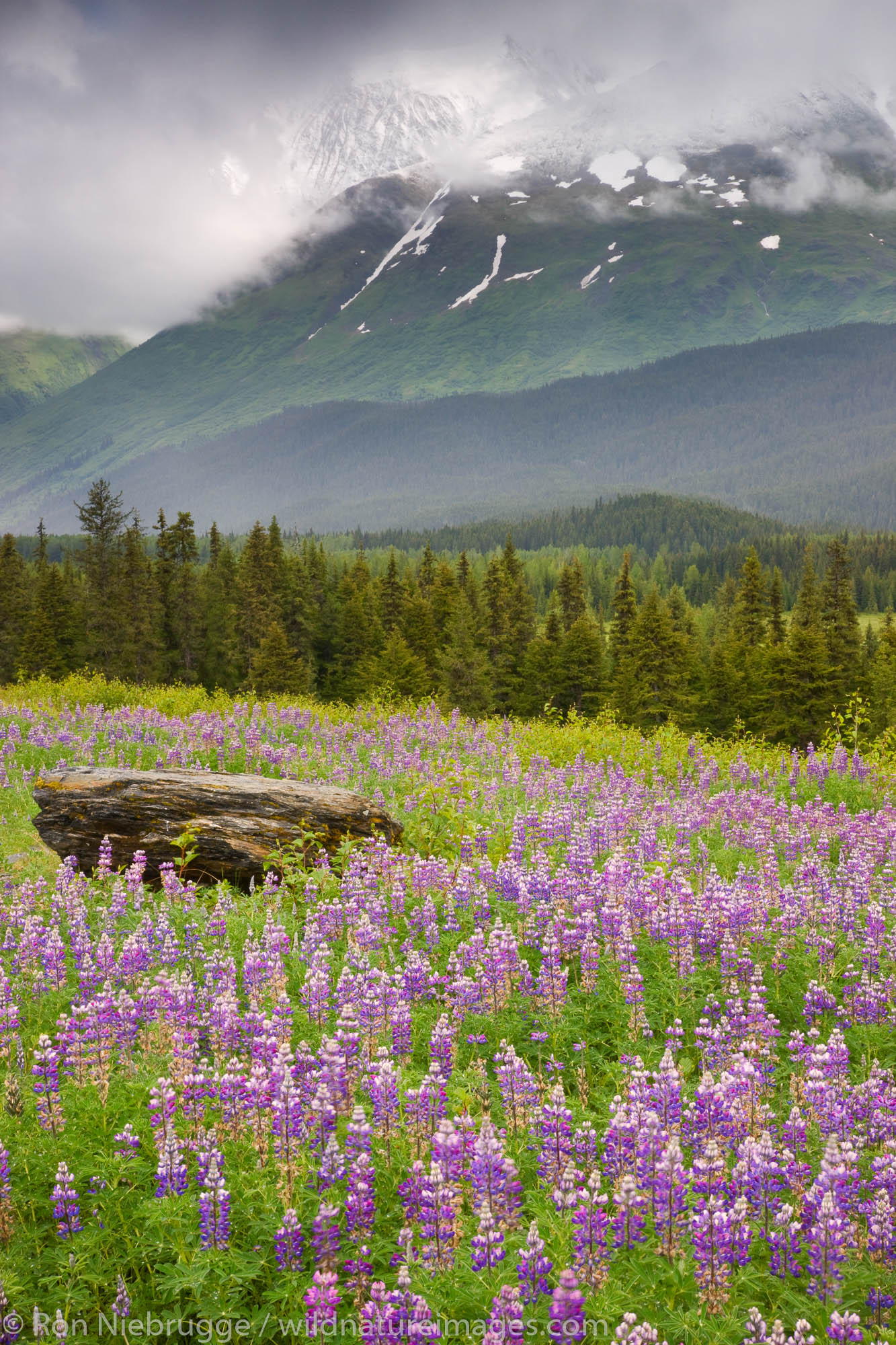 A field of lupine near Paradise Valley, Chugach National Forest, near Seward, Alaska.
