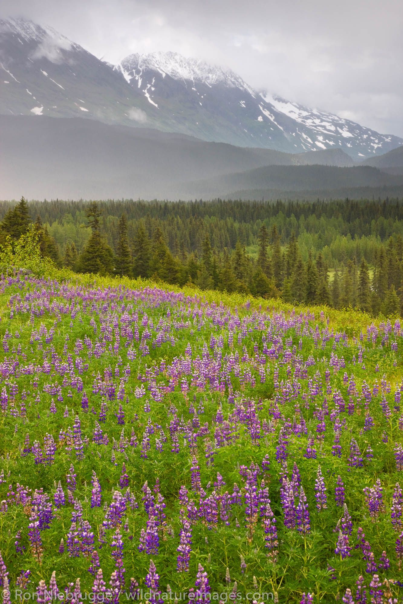 A field of lupine near Paradise Valley, Chugach National Forest, near Seward, Alaska.