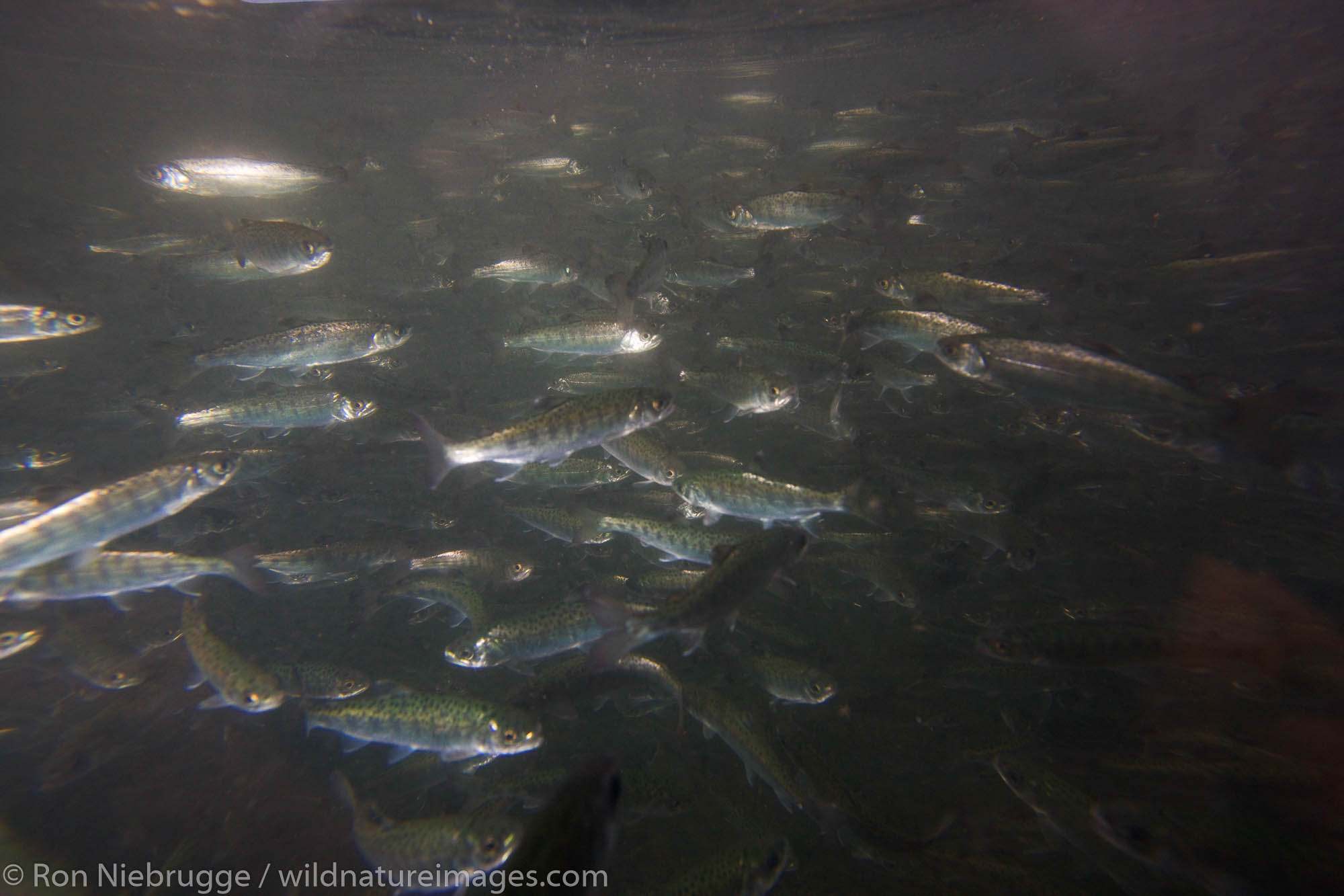 Hatchery raised Silver Salmon smolt in a holding tank near Seward, Alaska.