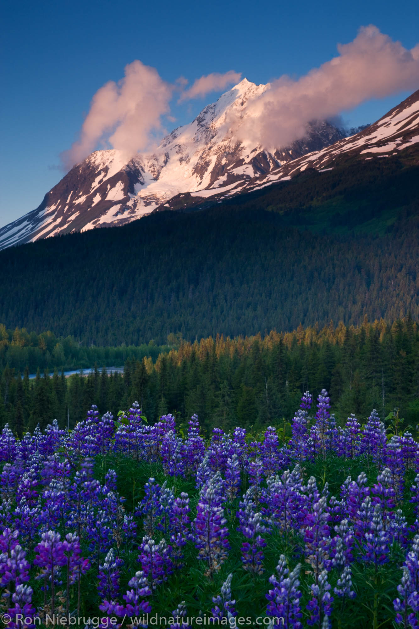 A field of lupine and Paradise Peak, Chugach National Forest, Alaska.