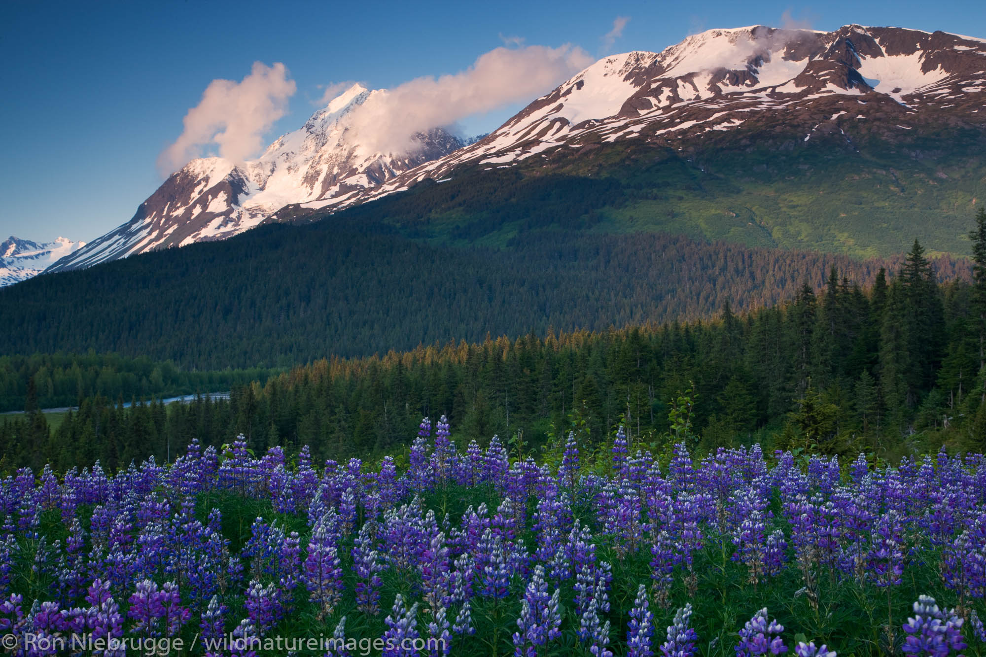 A field of lupine and Paradise Peak, Chugach National Forest, Alaska.