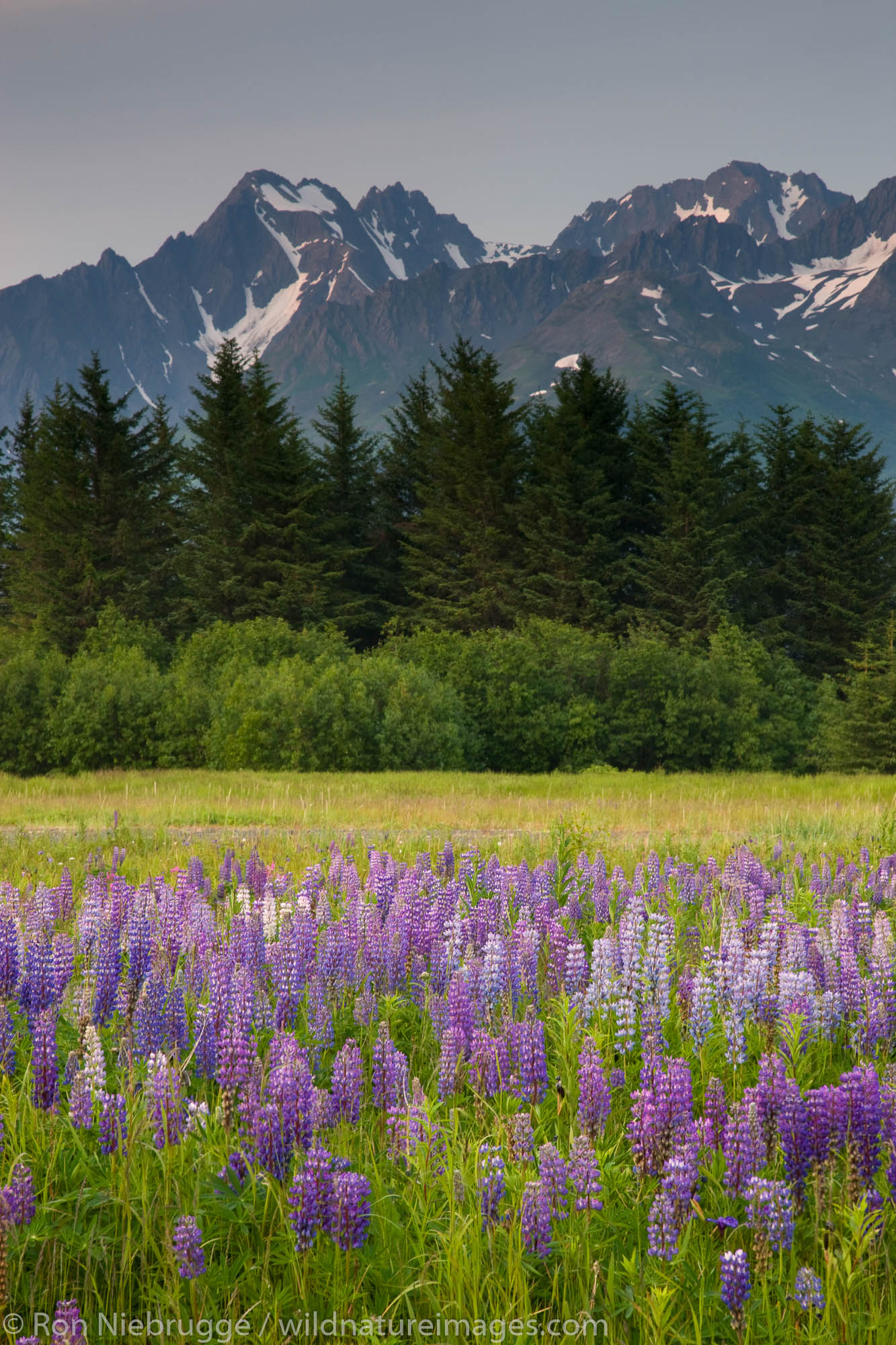 A field of lupine and Mt. Alice, part of the Chugach National Forest, from Seward, Alaska.