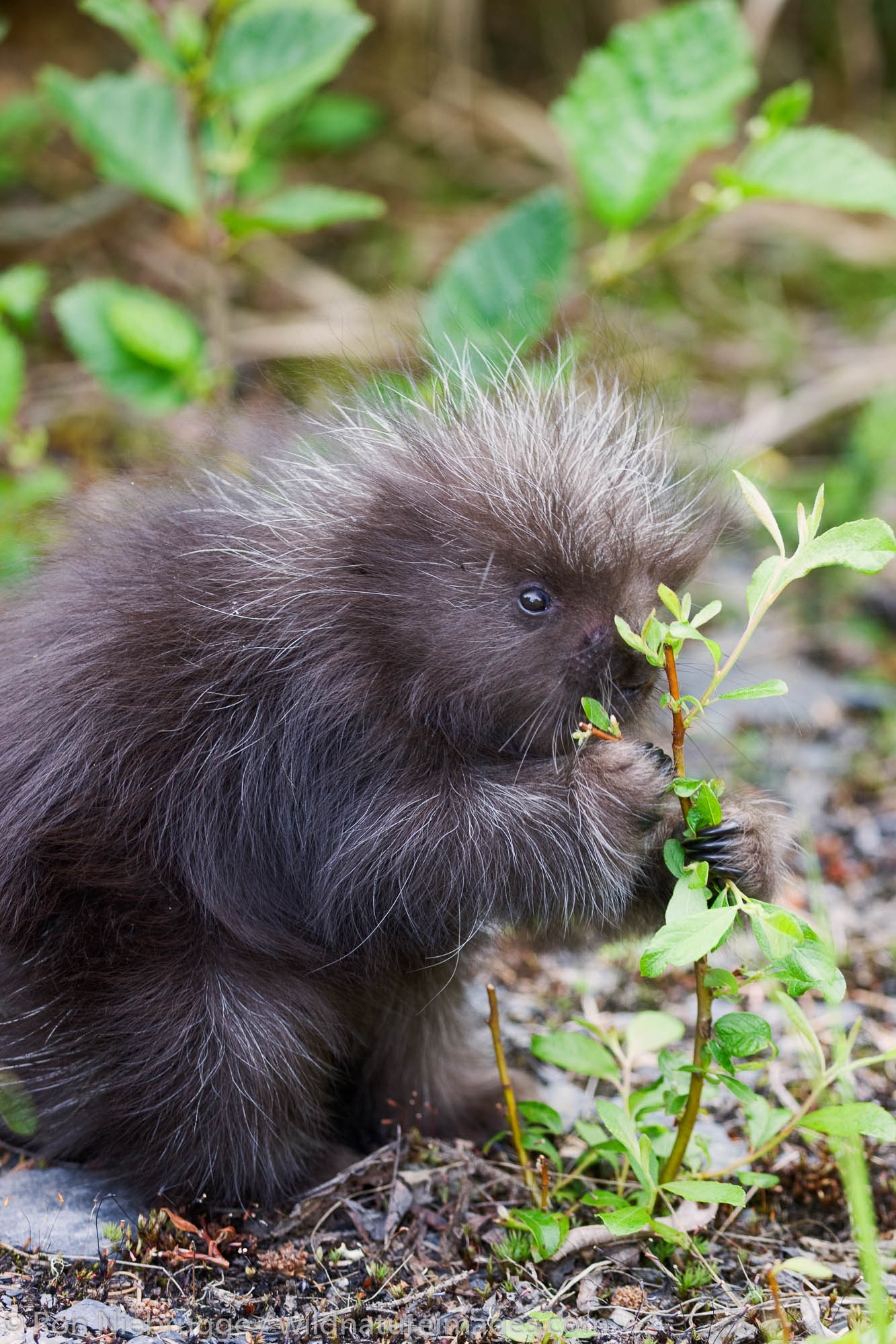 A baby porcupine, near Seward, Alaska.