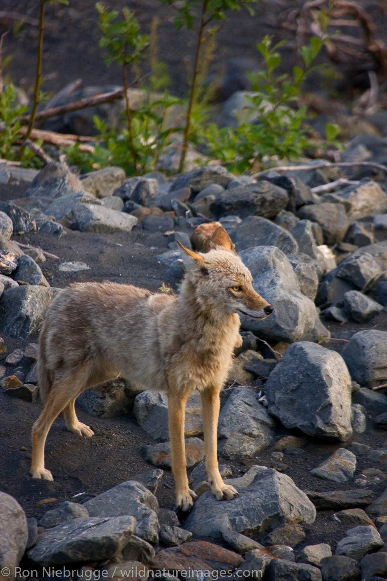 Coyote, Chugach National Forest, Alaska.