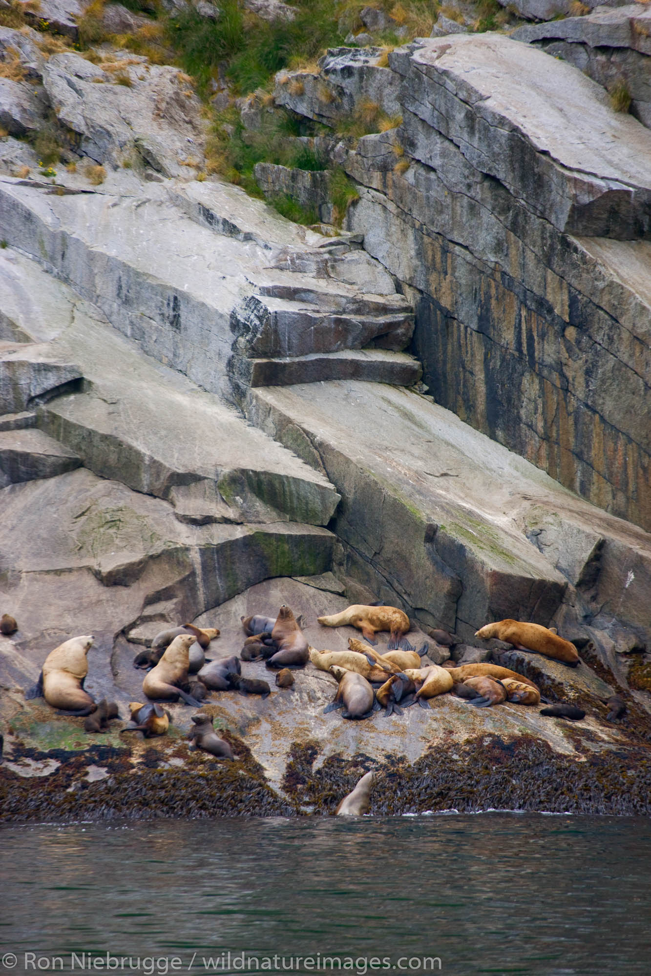 Steller (Northern) Sea Lion rookery, Kenai Fjords National Park, Alaska.