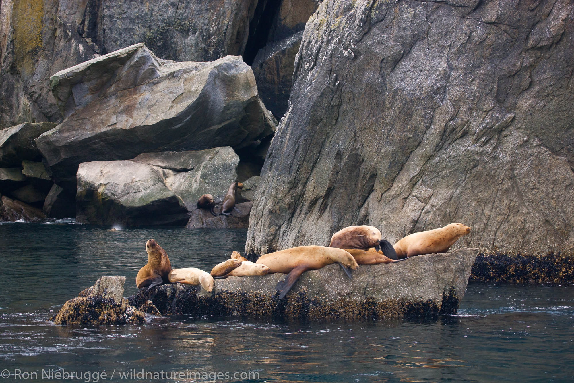 Steller (Northern) Sea Lions, Kenai Fjords National Park, Alaska.