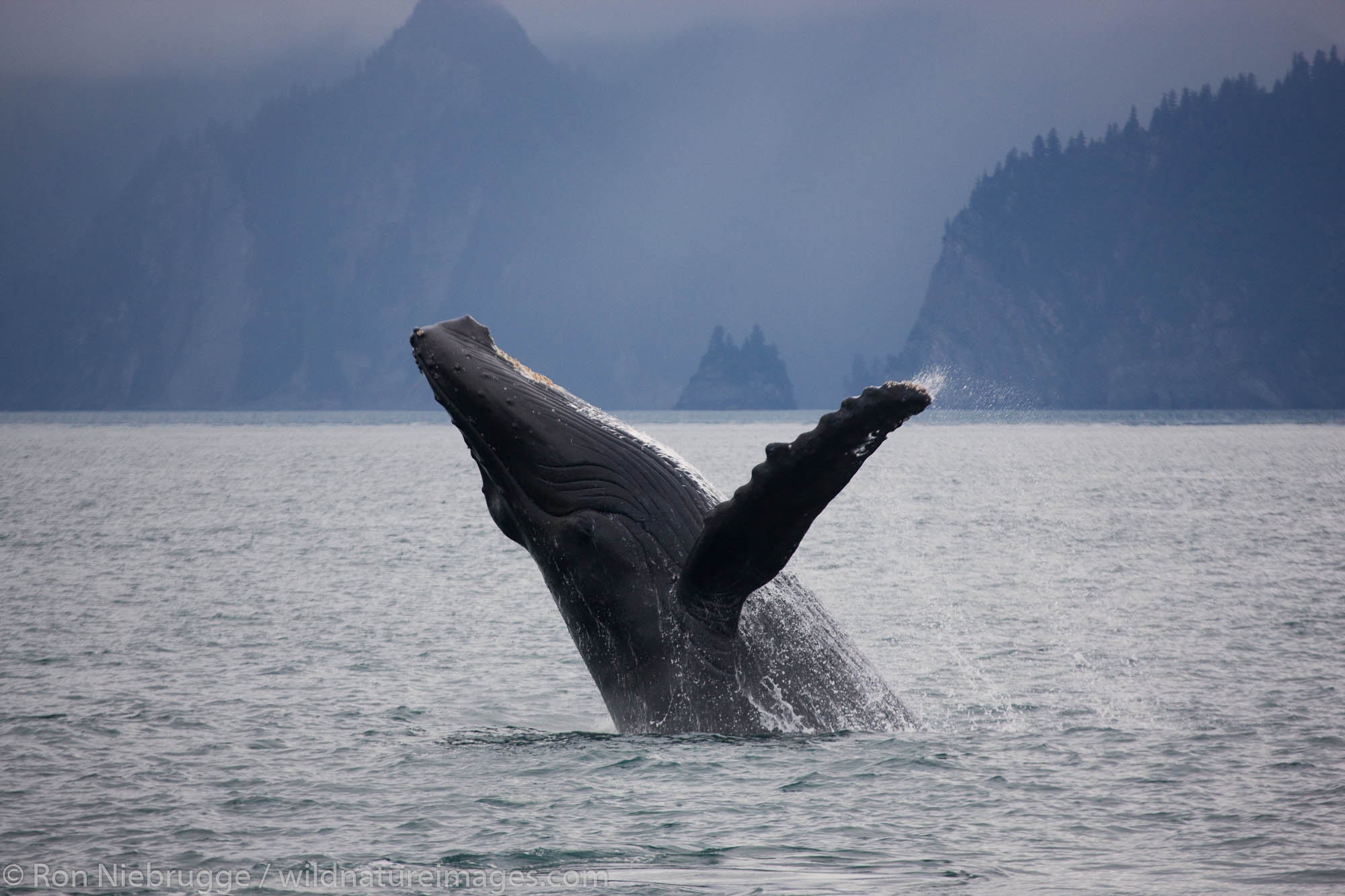 Humpback Whale, Kenai Fjords National Park, Alaska.