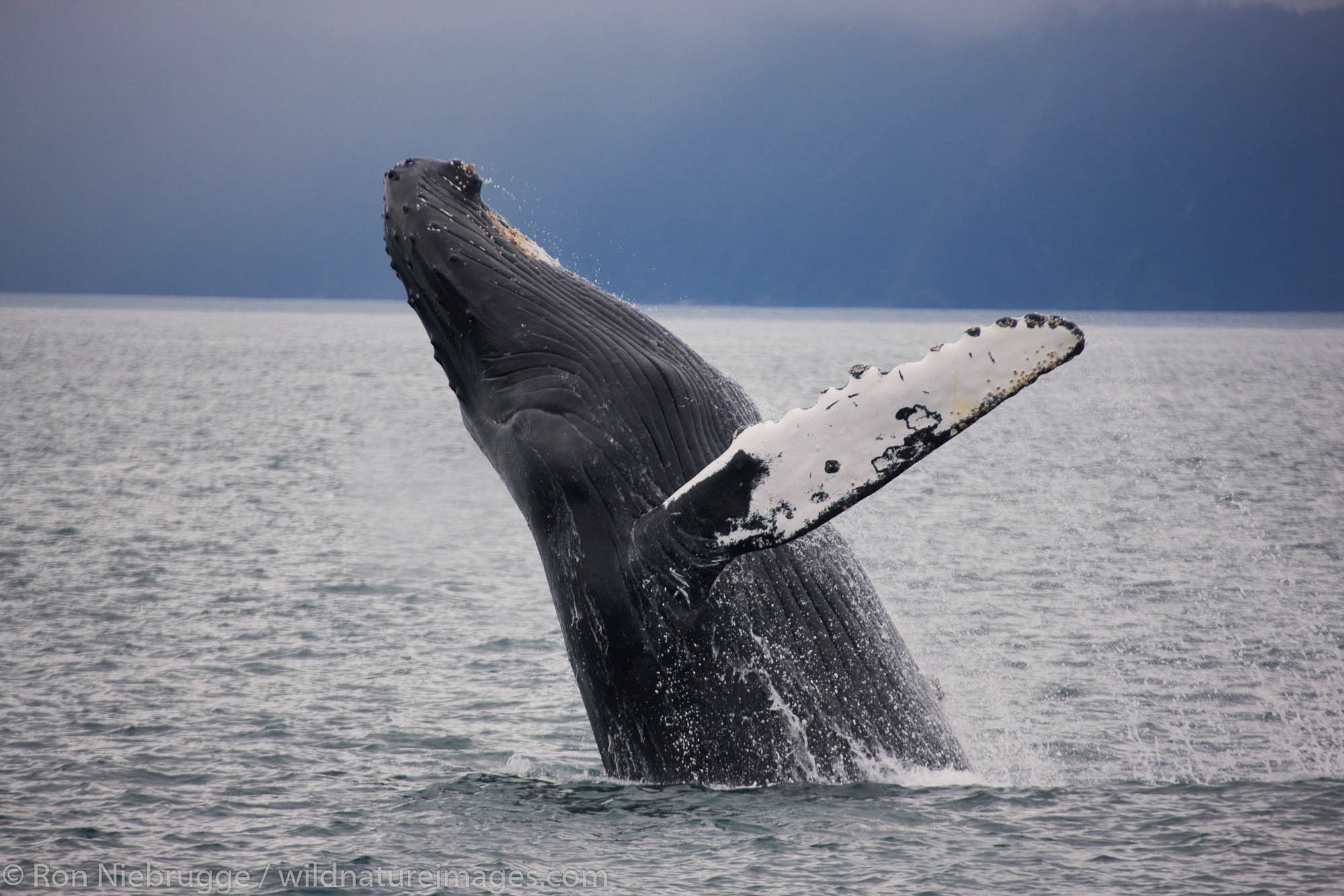 Humpback Whale, Kenai Fjords National Park, Alaska.