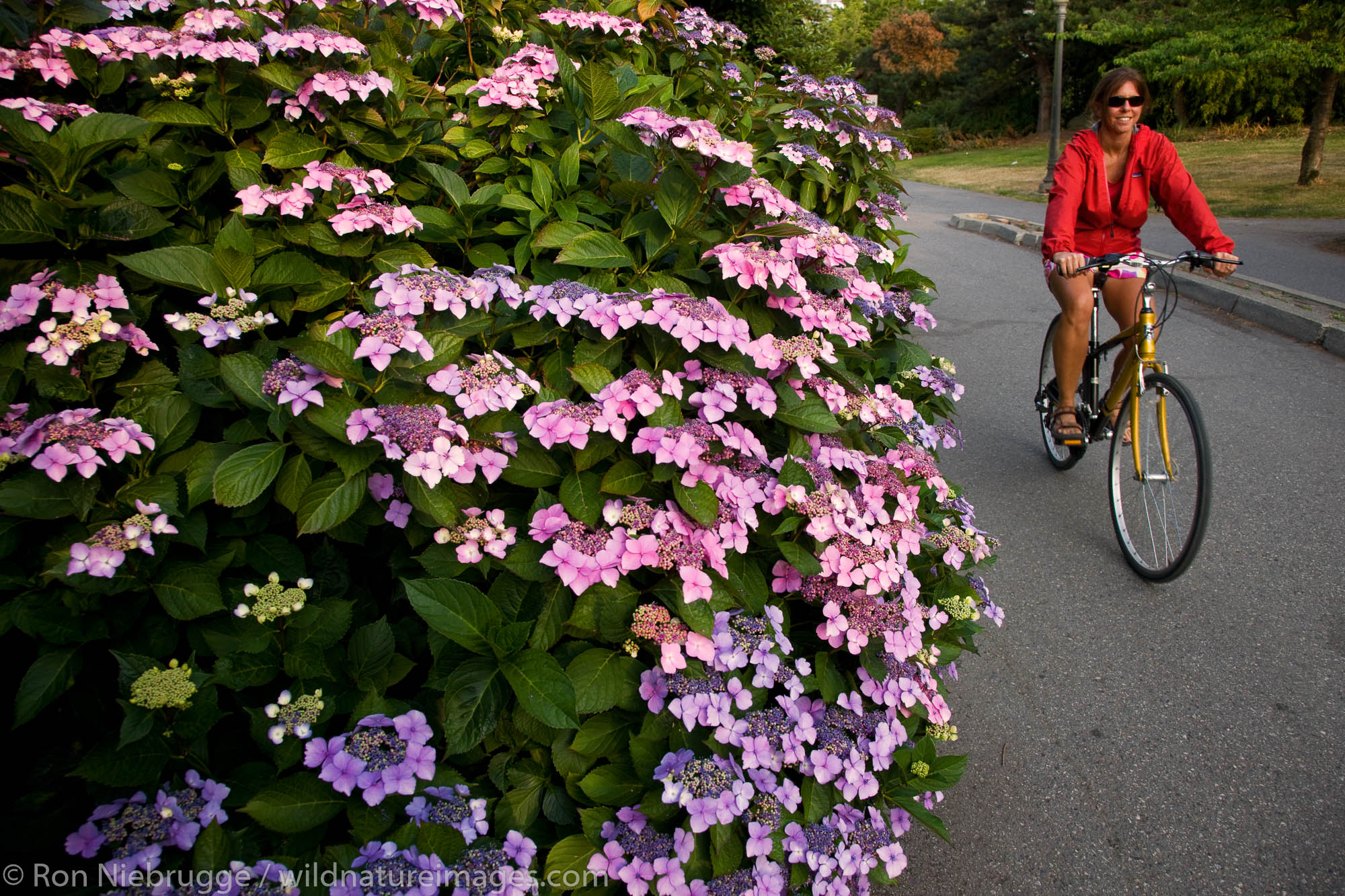 Bike riding on the coastal trail along Stanley Park, Vancouver, British Columbia, Canada.  (model released)