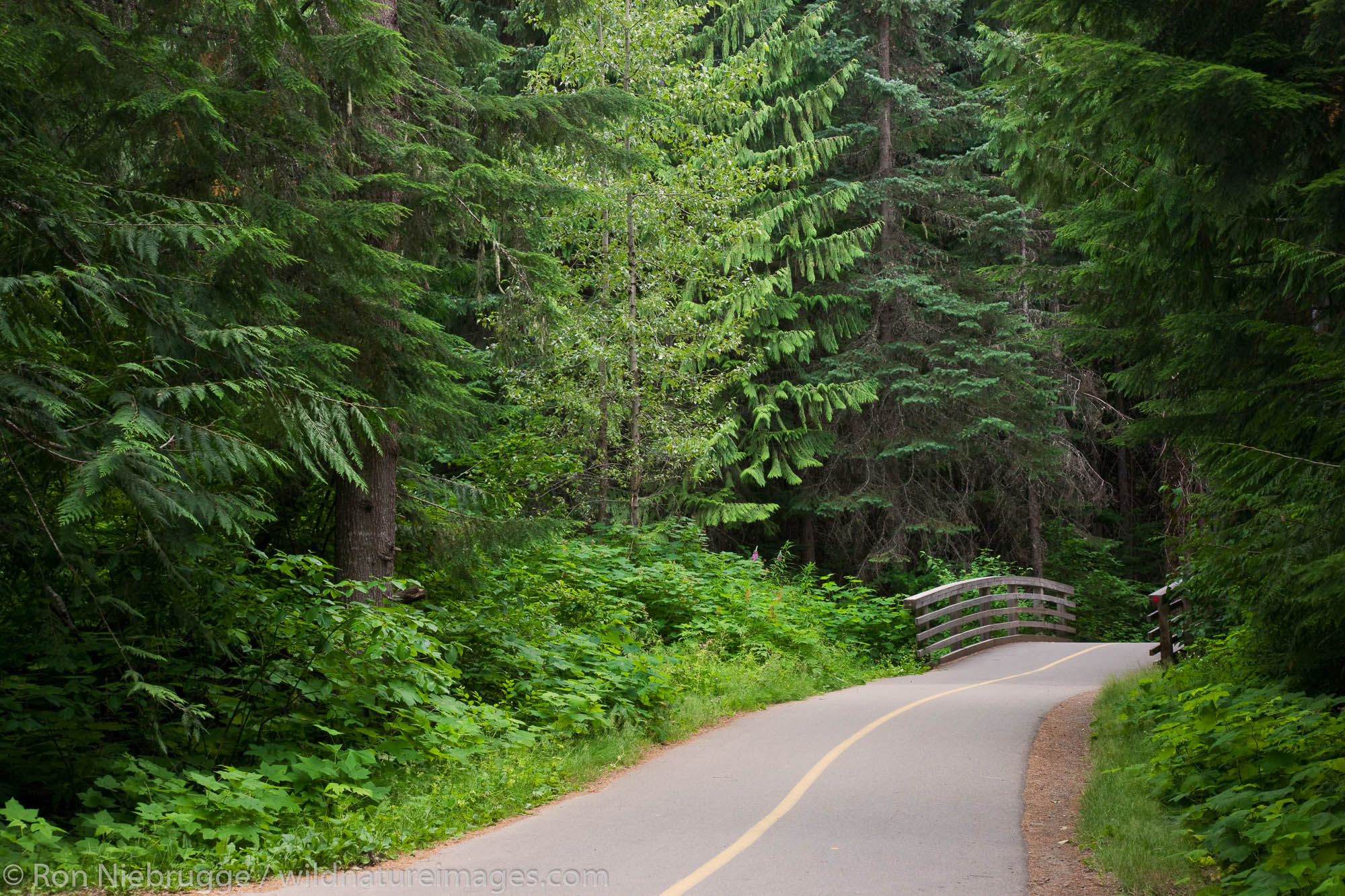 Trail to Lost Lake, Whistler, British Columbia, Canada.