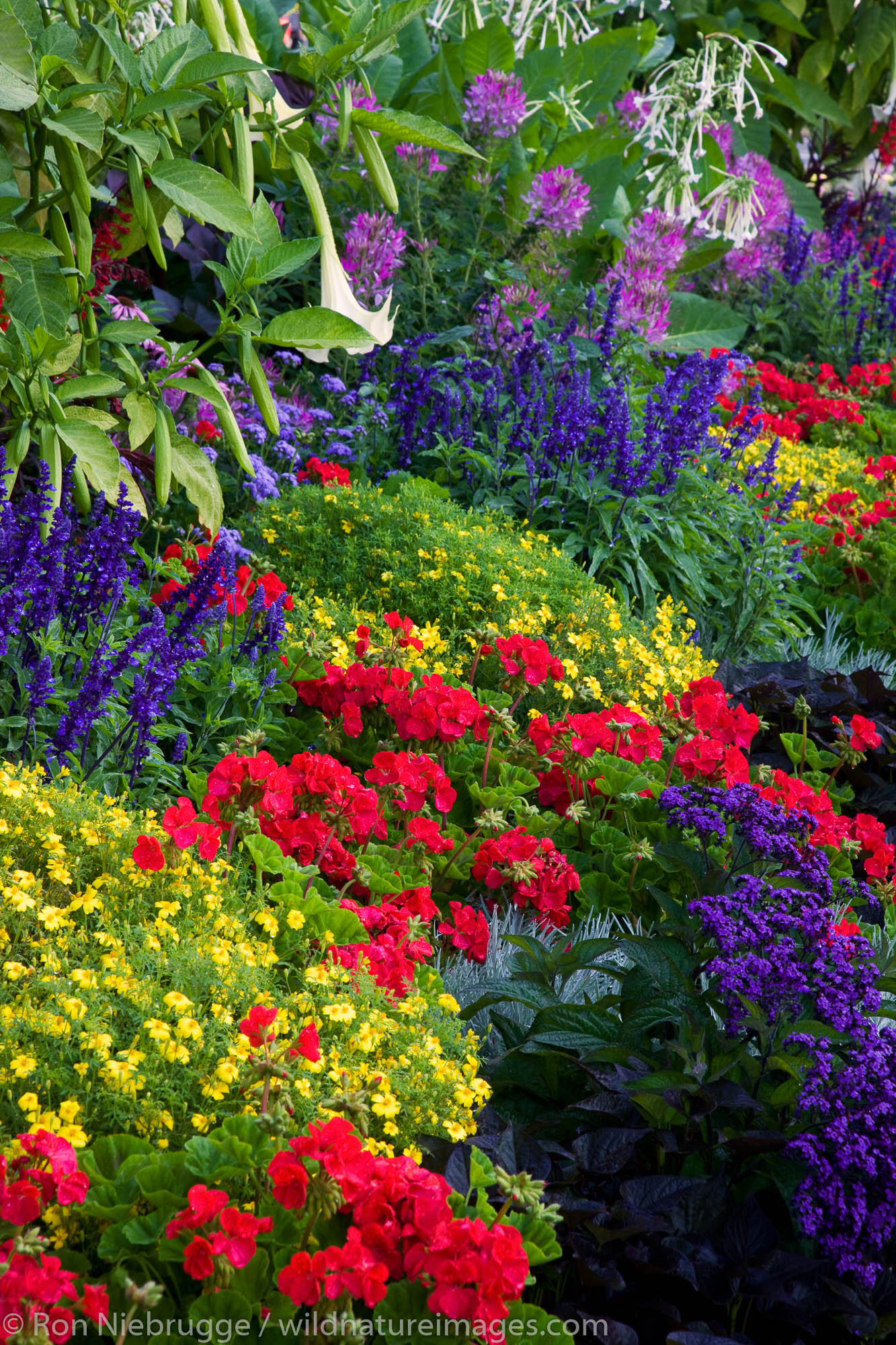 Flower gardens along the Inner Harbour, downtown Victoria, Vancouver Island, British Columbia, Canada