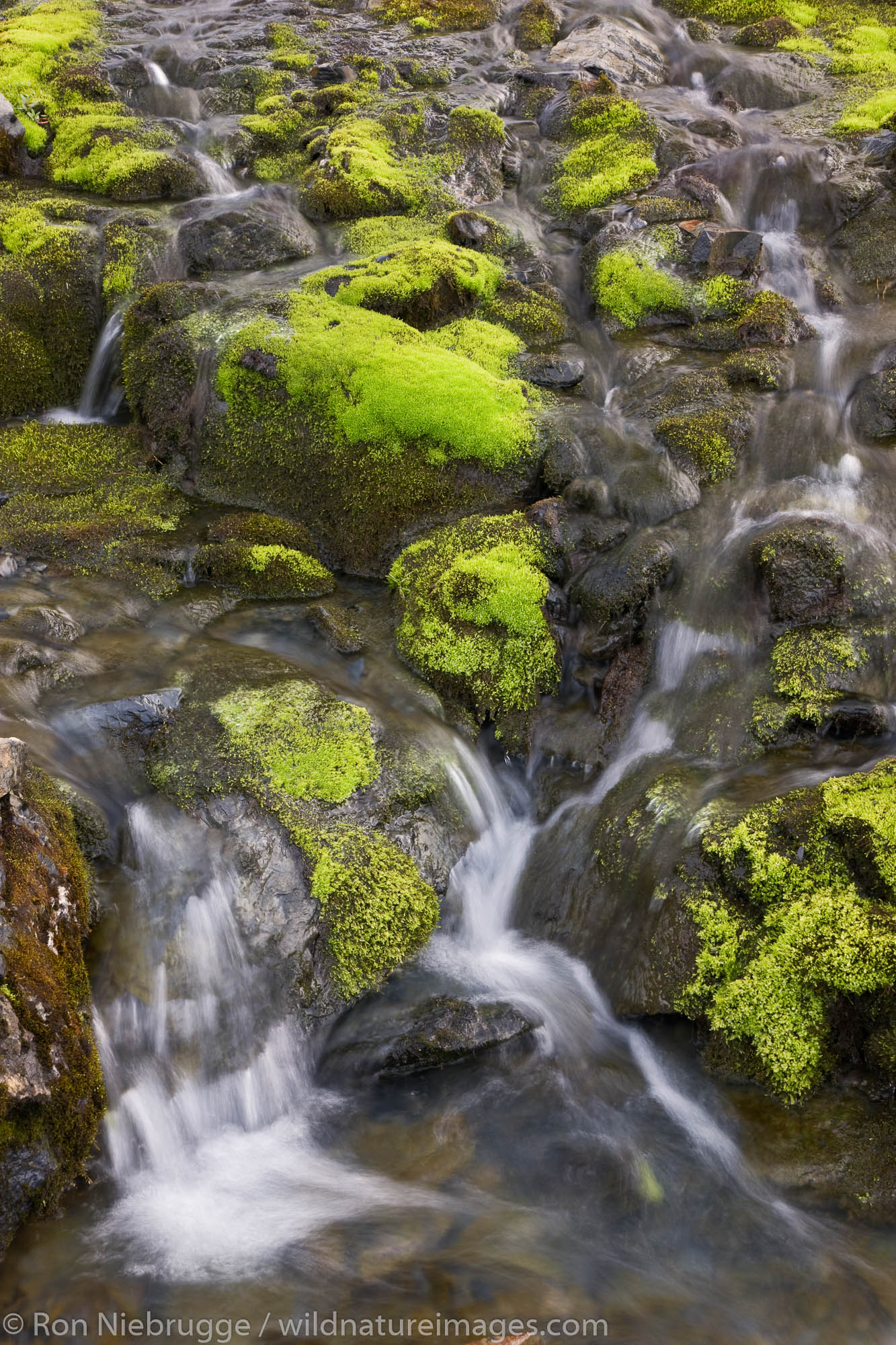 Moss along a stream, Mt. Marathon, Seward, Alaska.