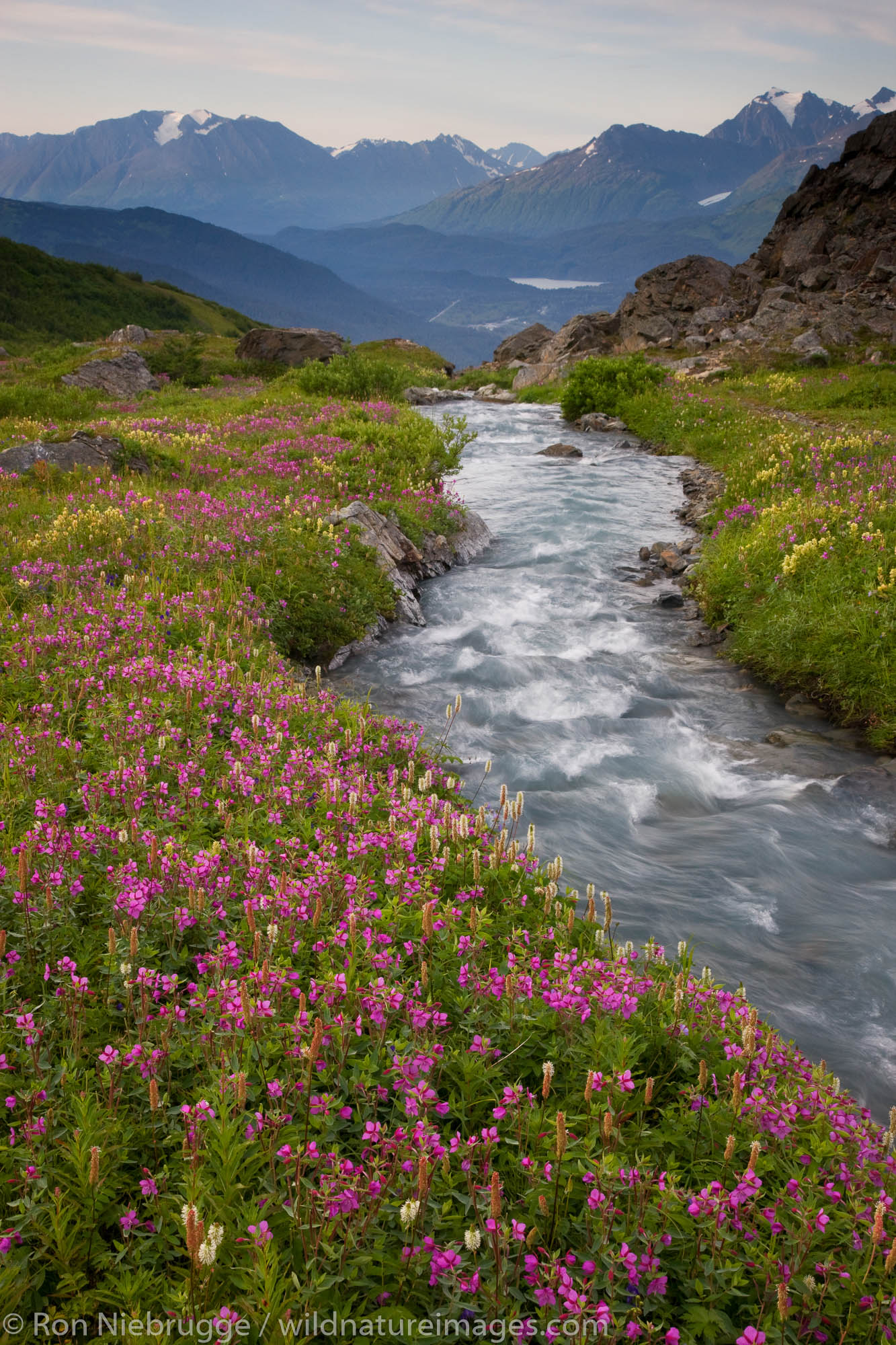 Wildflowers along a stream on Mt. Marathon, Seward, Alaska.