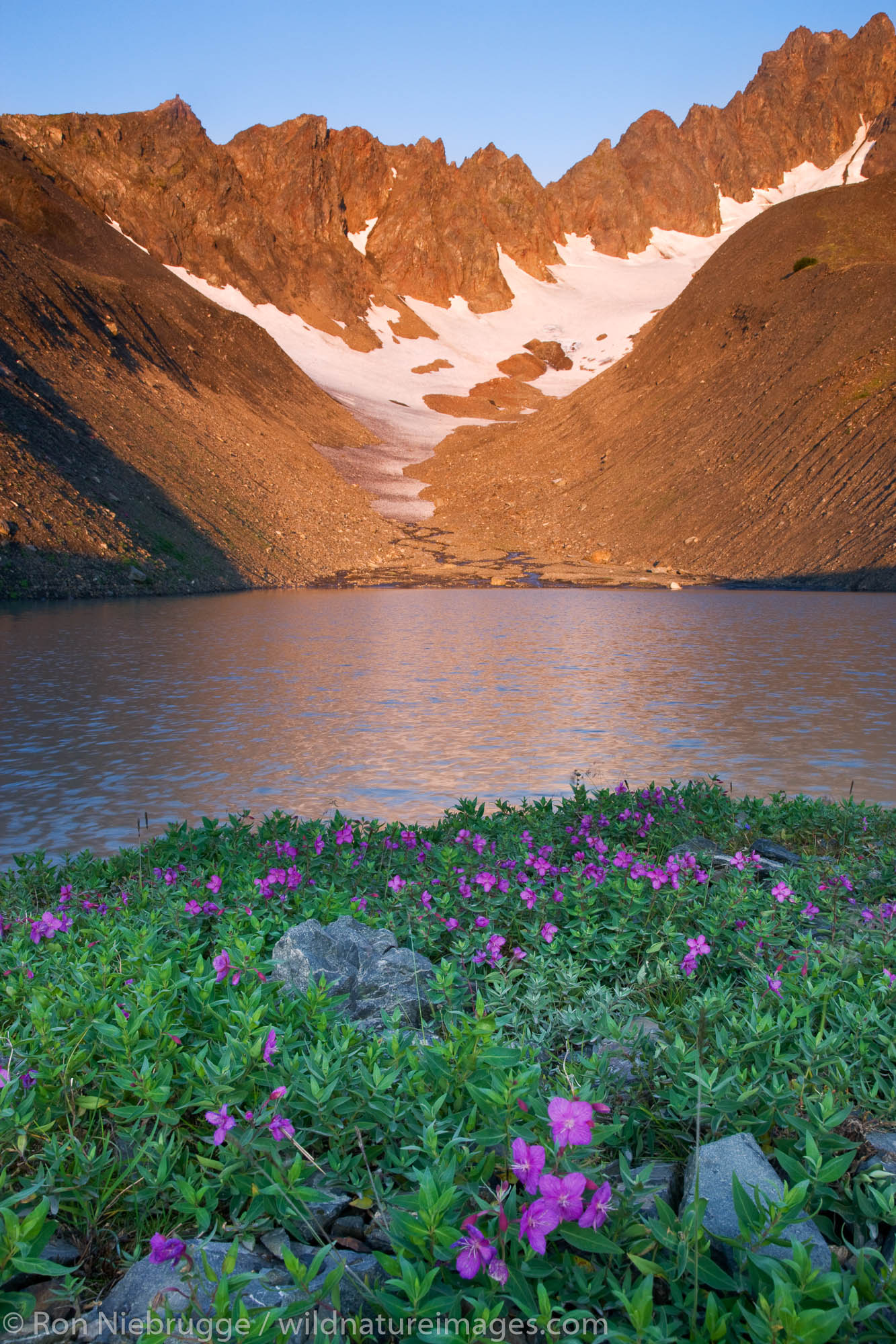 Wildflowers in the bowl area of Mt Marathon, Seward, Alaska.