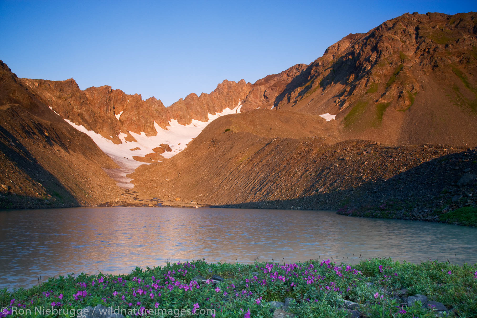 Wildflowers in the bowl area of Mt Marathon, Seward, Alaska.