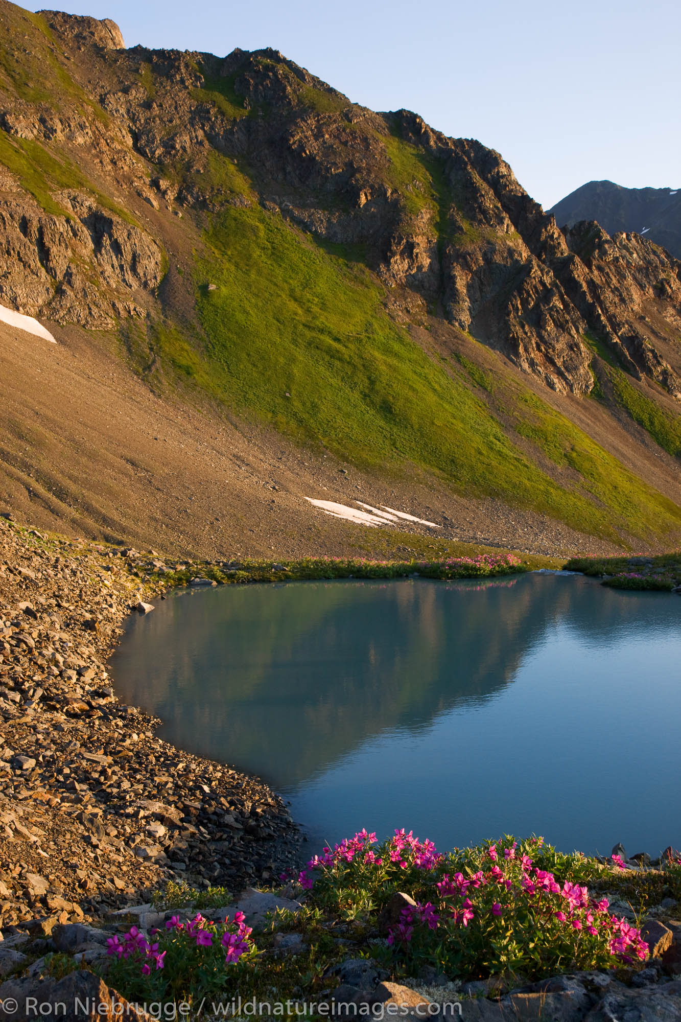 Wildflowers in the bowl area of Mt Marathon, Seward, Alaska.