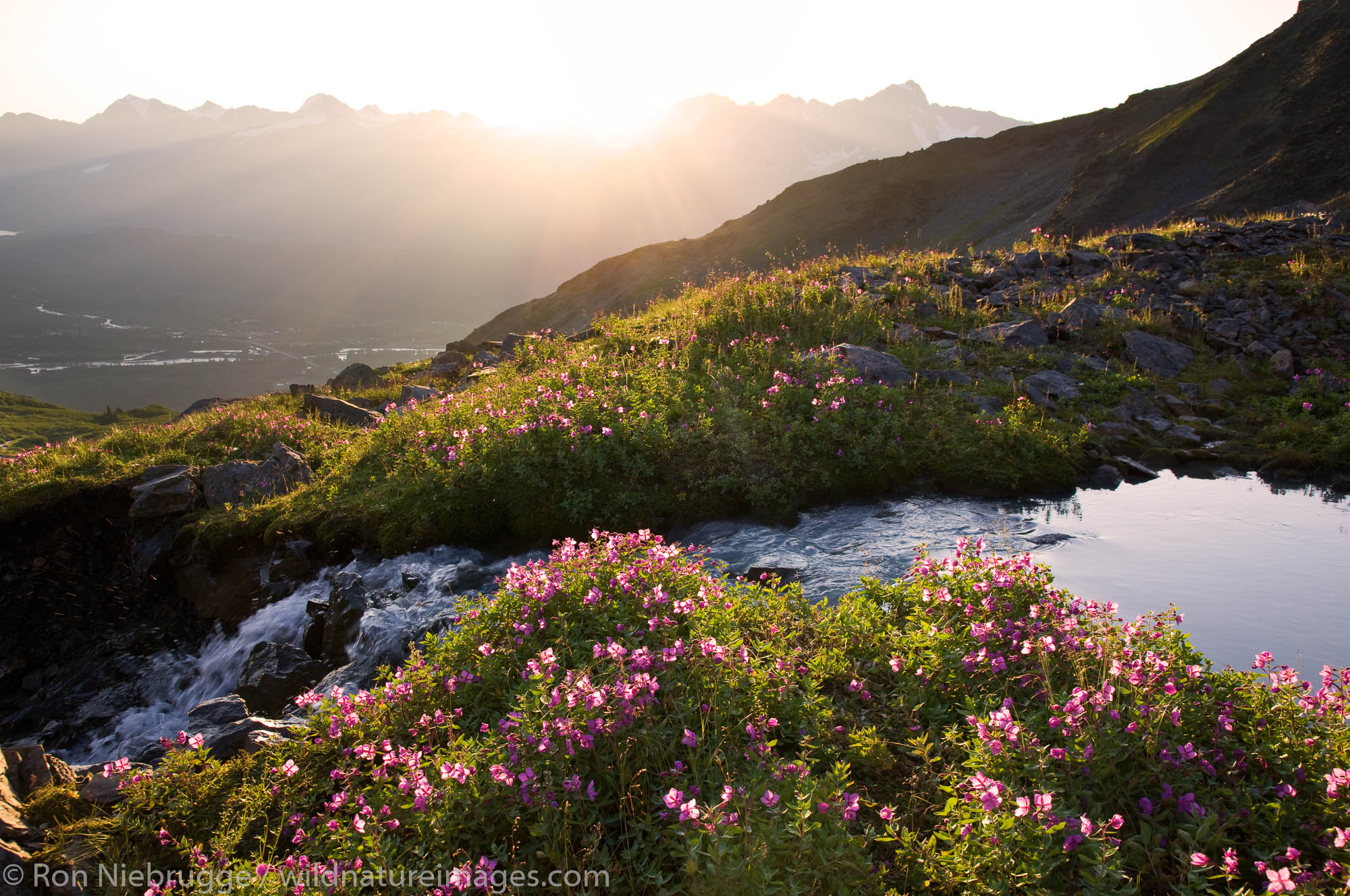 Wildflowers in the bowl area of Mt Marathon, Seward, Alaska.