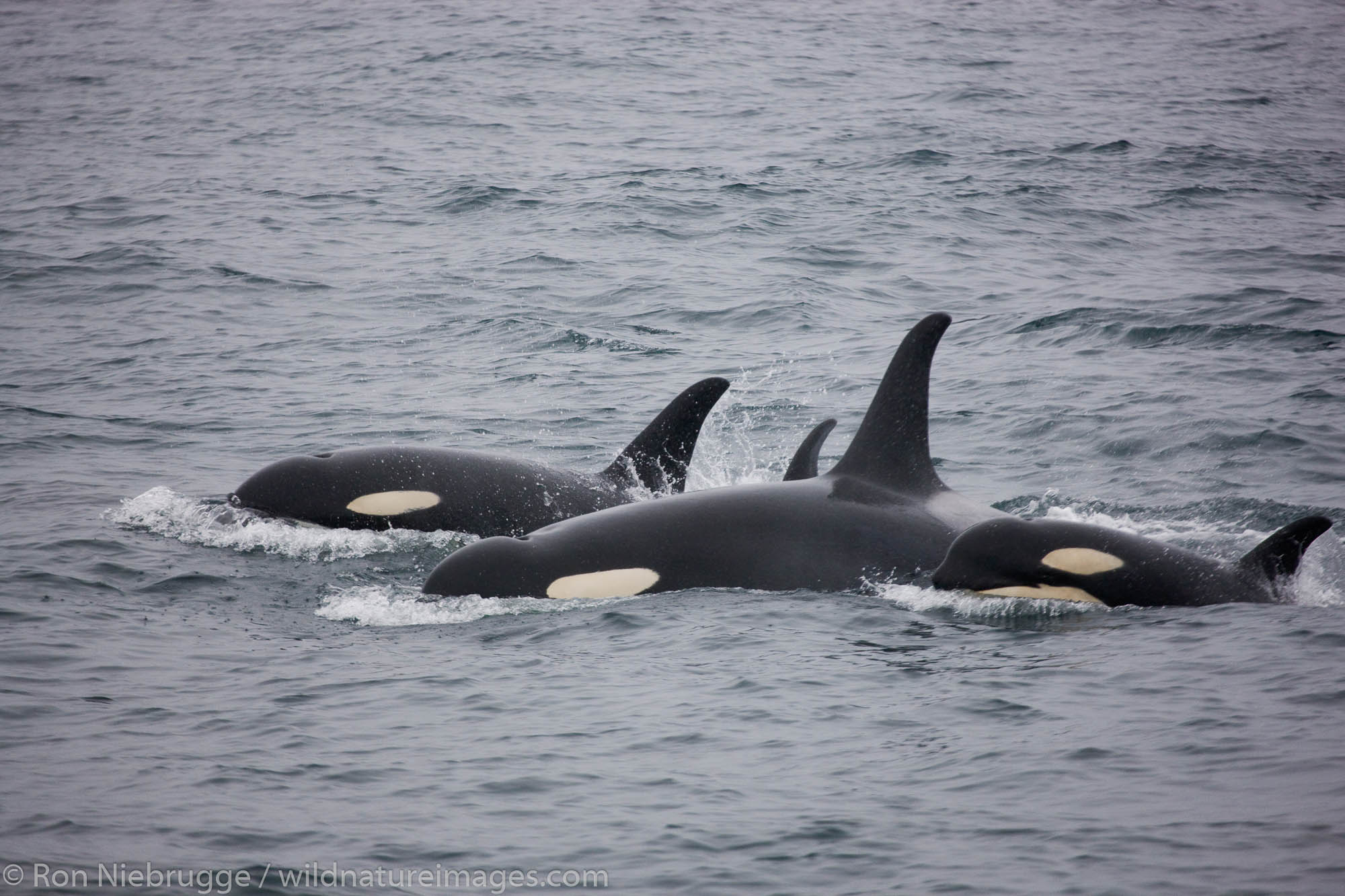 Orca whales, Kenai Fjords National Park, Alaska.