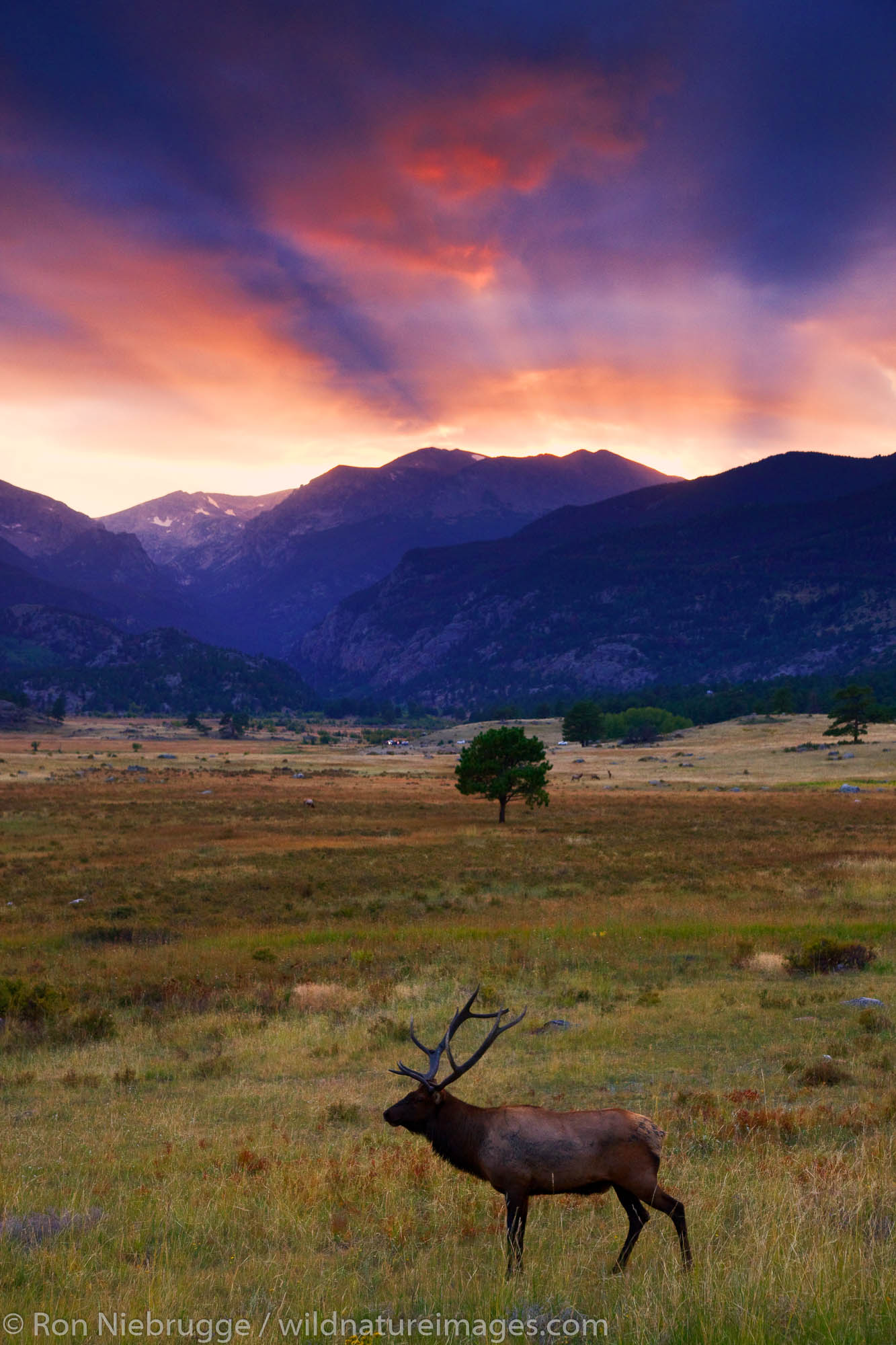 Elk in Moraine Park, Rocky Mountain National Park, Colorado.