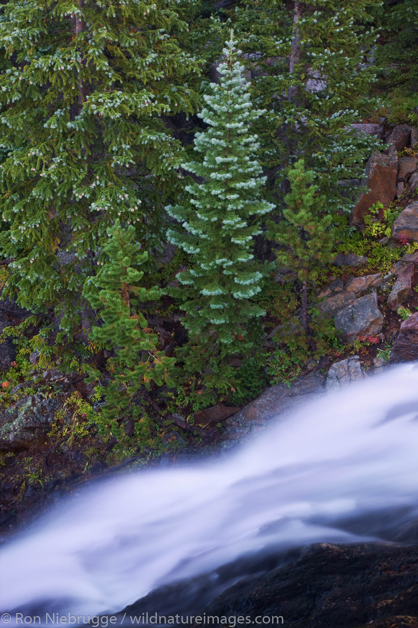 Alberta Falls, Rocky Mountain National Park, Colorado.
