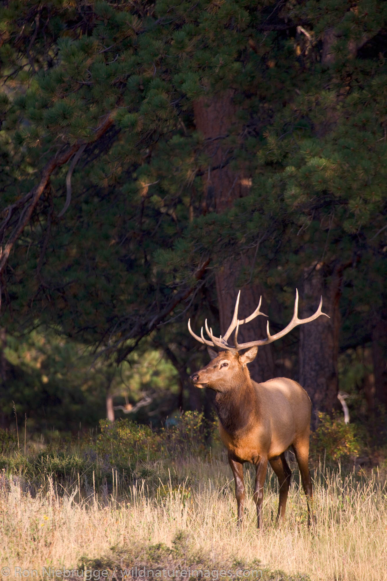 Elk, Rocky Mountain National Park, Colorado.
