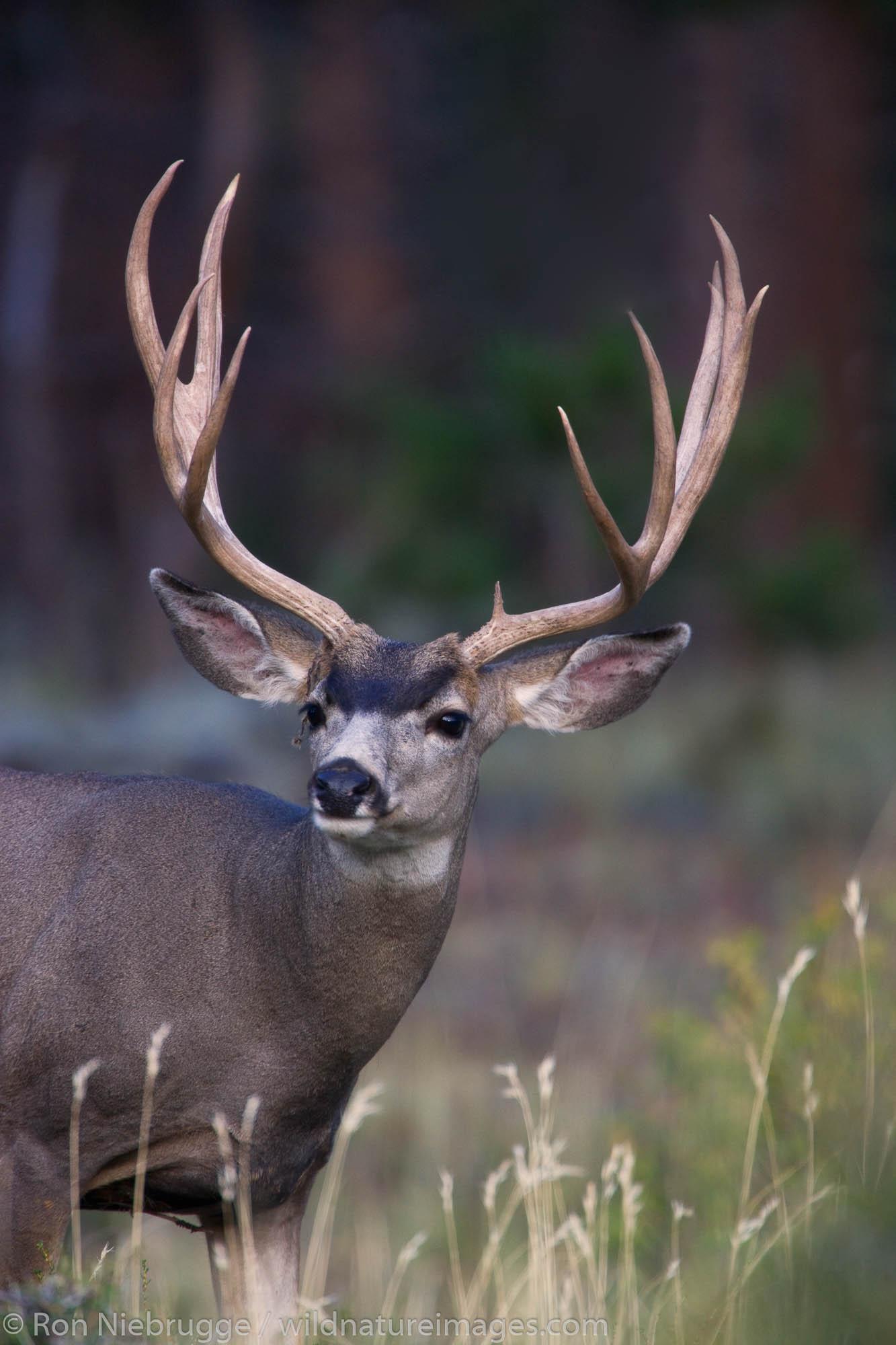 Mule Deer, Rocky Mountain National Park, Colorado.