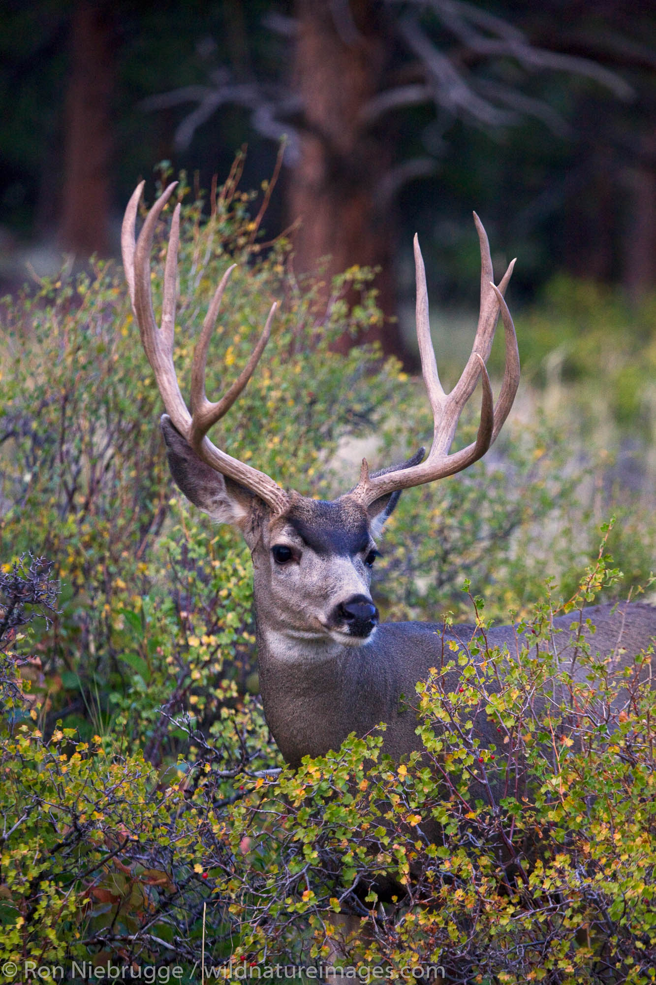 Mule Deer, Rocky Mountain National Park, Colorado.