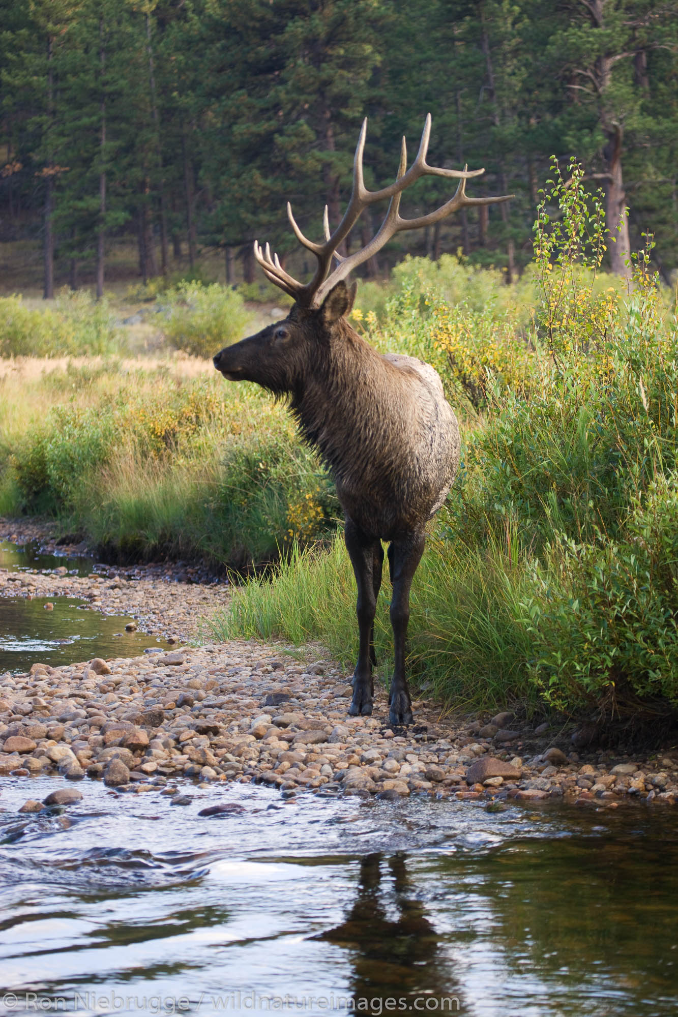 Bull Elk, Moraine Park, Rocky Mountain National Park, Colorado.