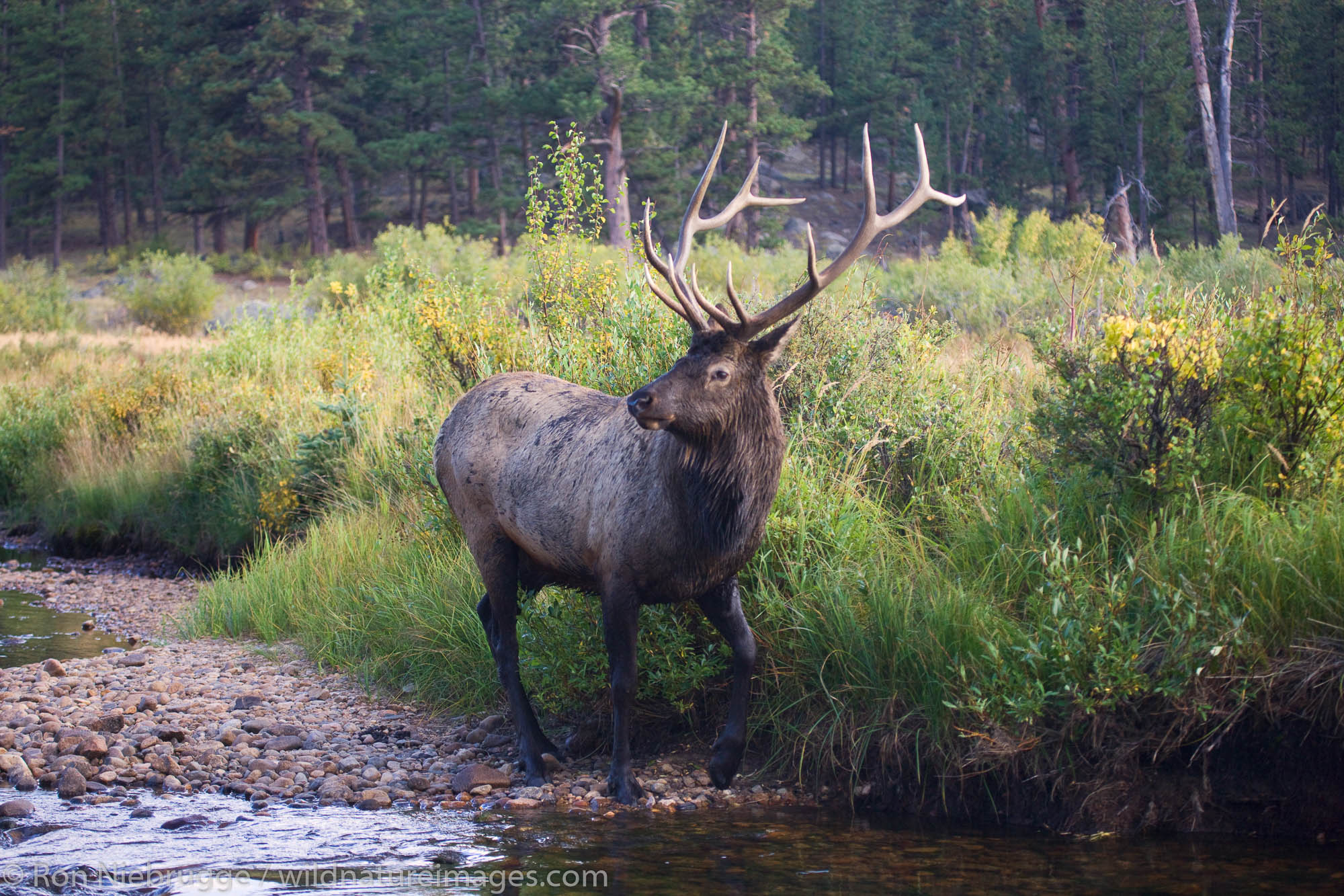 Bull Elk, Moraine Park, Rocky Mountain National Park, Colorado.