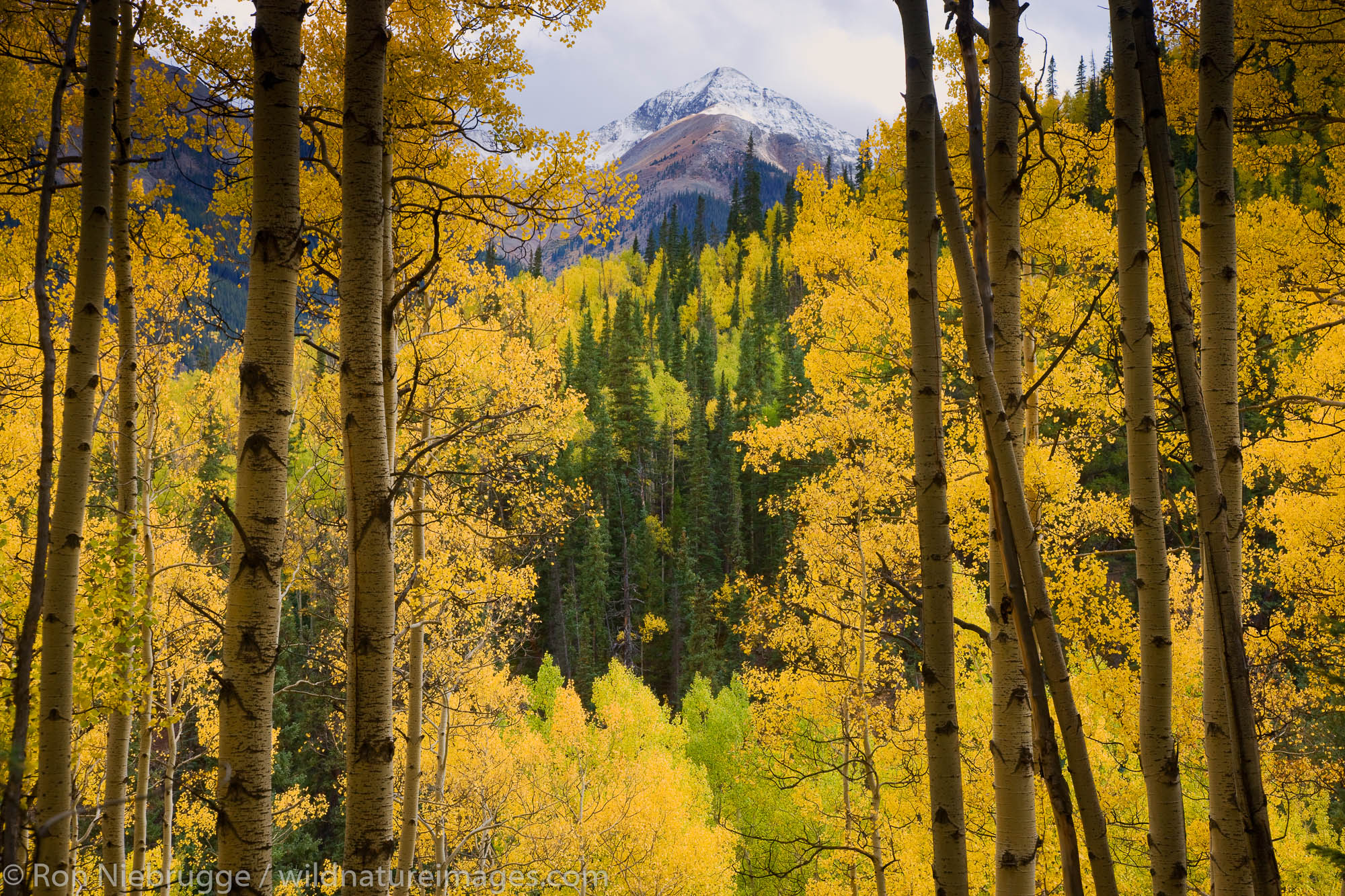 Fall colors along Henson Creek Road to Engineer Pass, San Juan Mountains, Colorado.