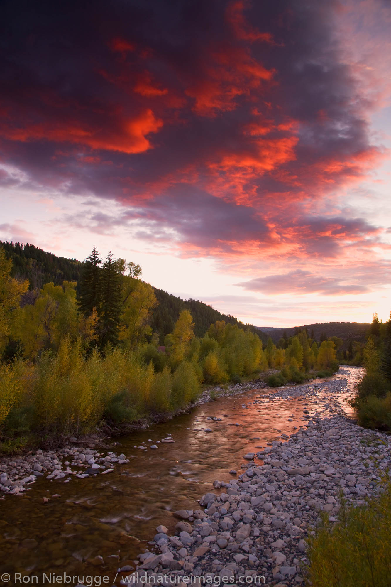 Anthracite Creek with Fall colors at sunset along Kebler Pass Road, Colorado.