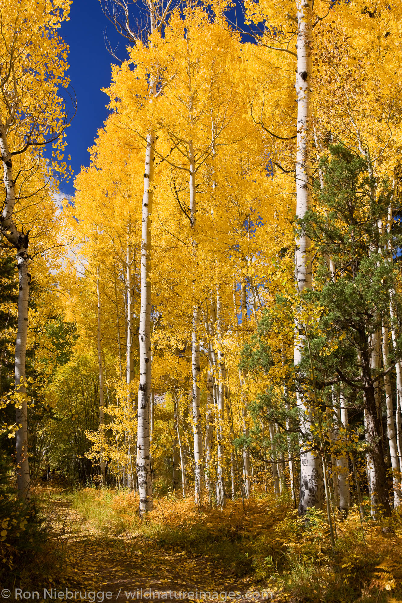 Autumn colors in the San Juan Mountains, near Ouray, Colorado.