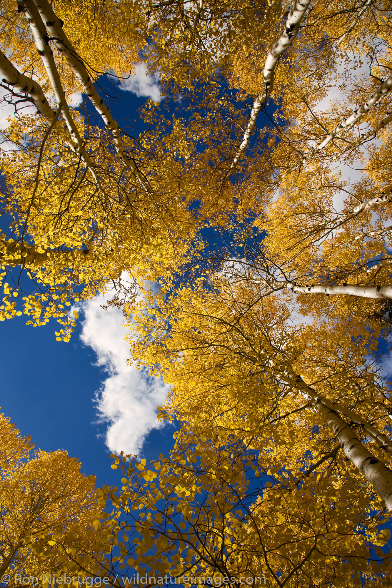 Autumn colors in the San Juan Mountains, near Ouray, Colorado.