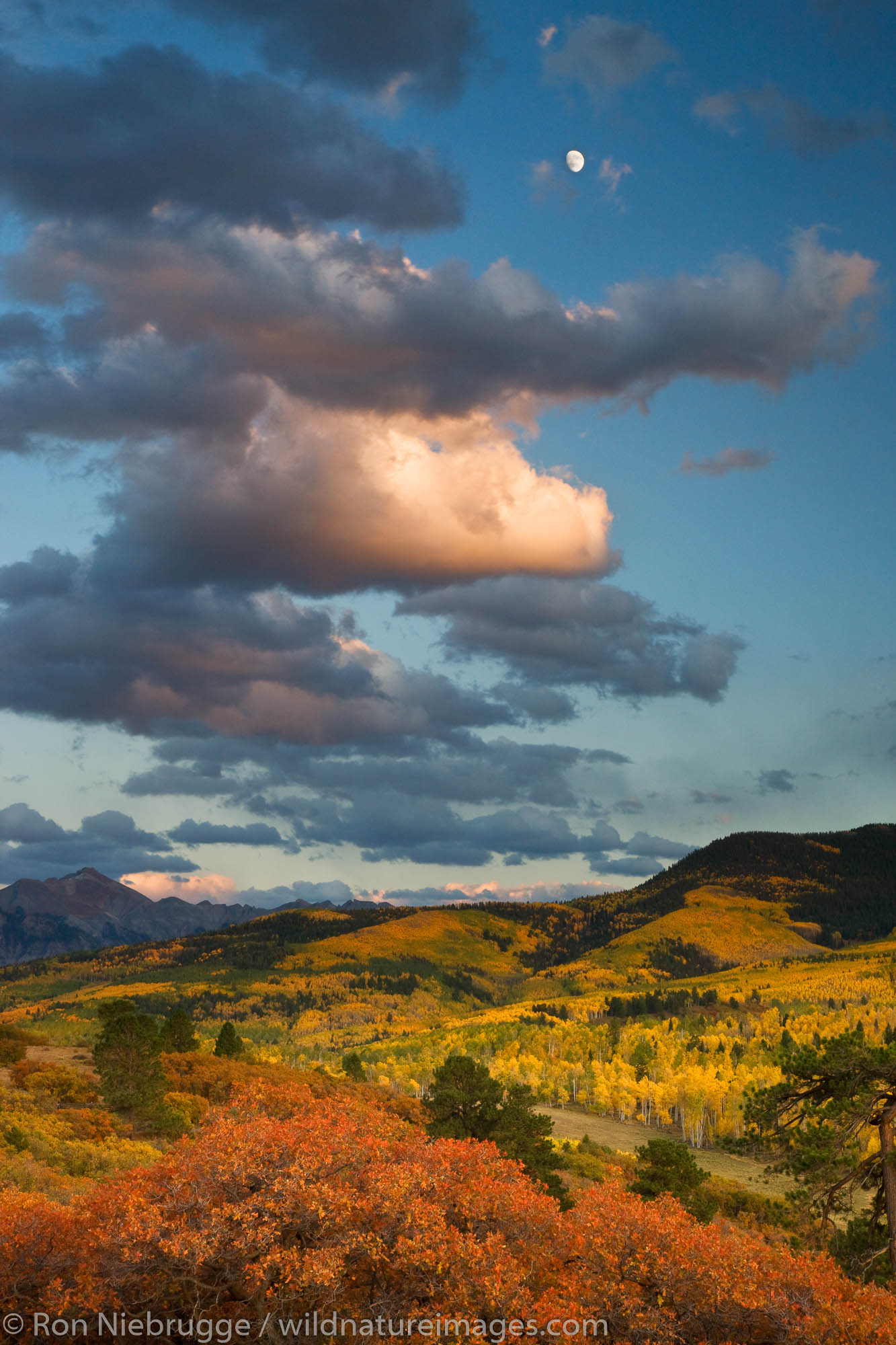 Autumn colors and the Sneffels Range, San Juan Mountains, Colorado.