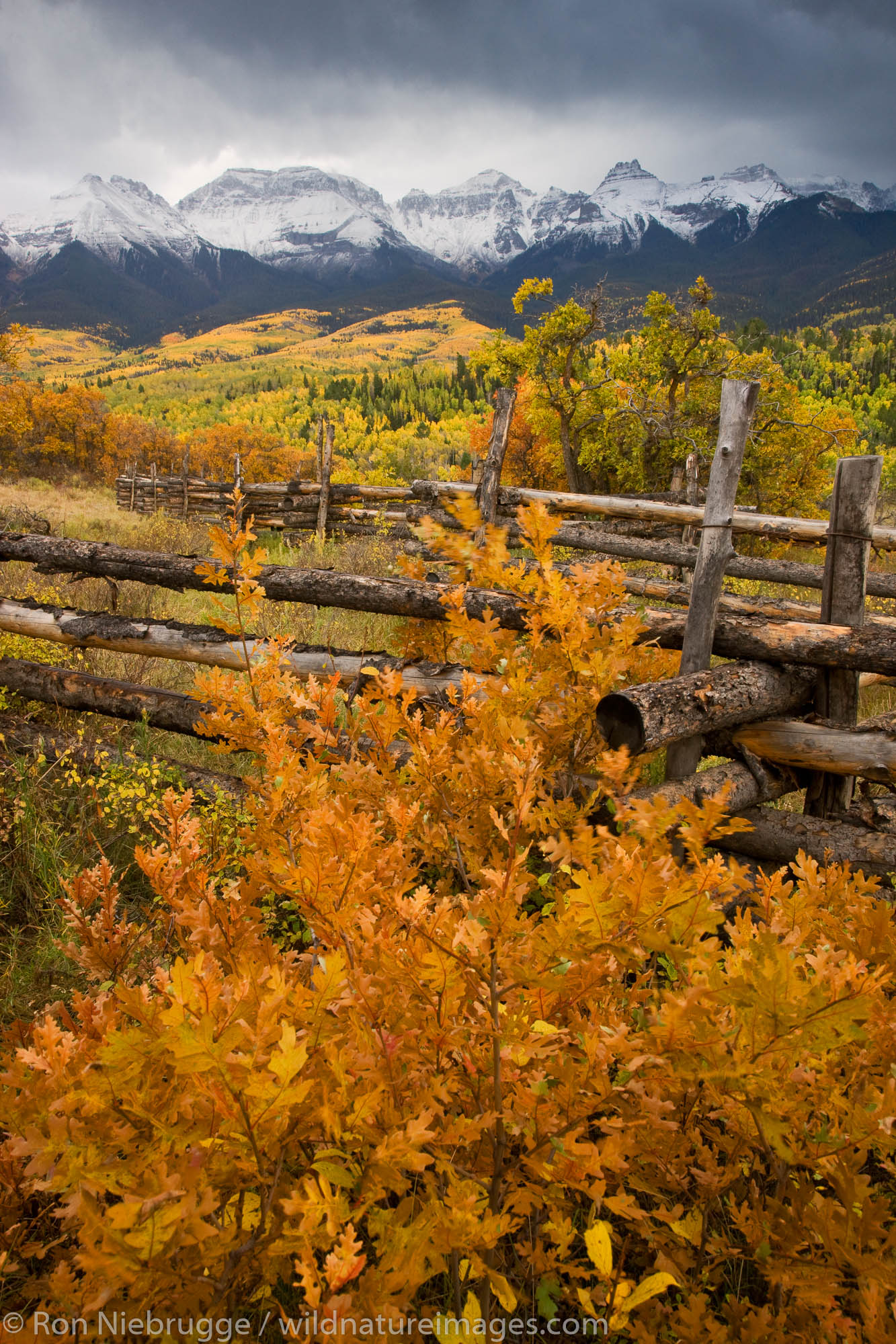 Autumn colors and the Sneffels Range, San Juan Mountains, Colorado.