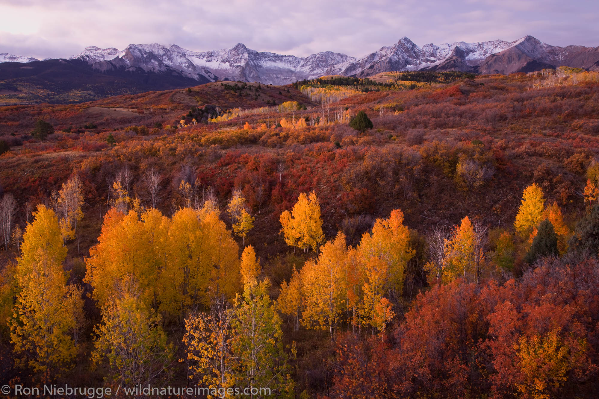 Autumn colors and the Sneffels Range, San Juan Mountains, Dallas Divide,  Colorado.